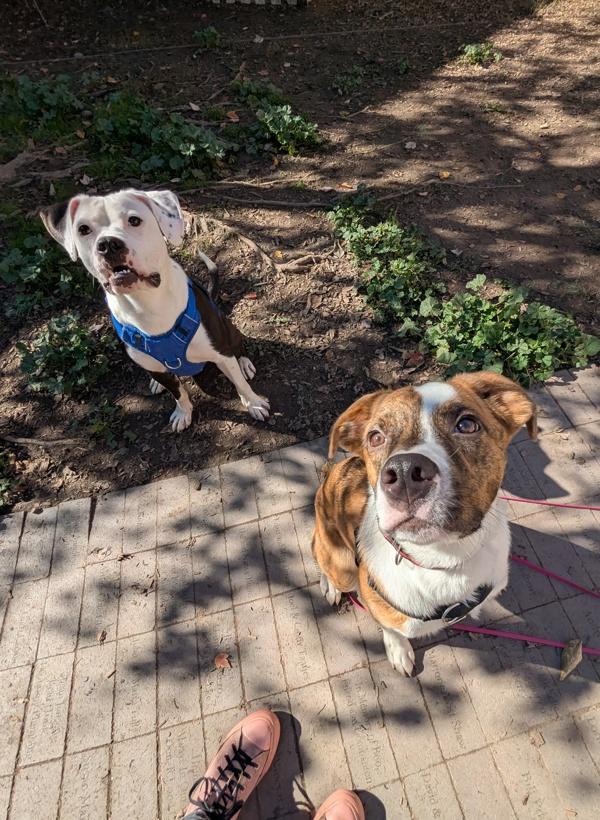 Enlarge Aiden, a Adoptable mixed breed in Santa Rosa, CA image 6/6