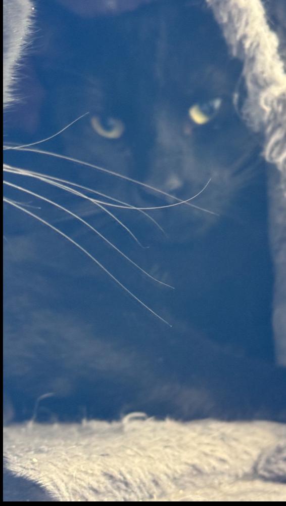 Sammy, Adoptable, Young Male Domestic Short Hair.