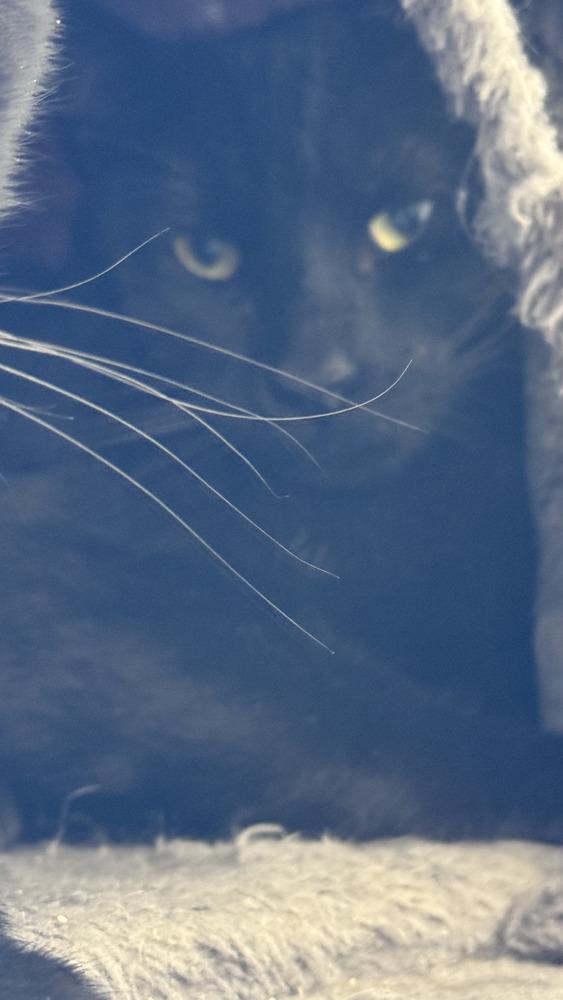 Enlarge Sammy, a Adoptable Domestic Short Hair in Ontario, CA image 1/1