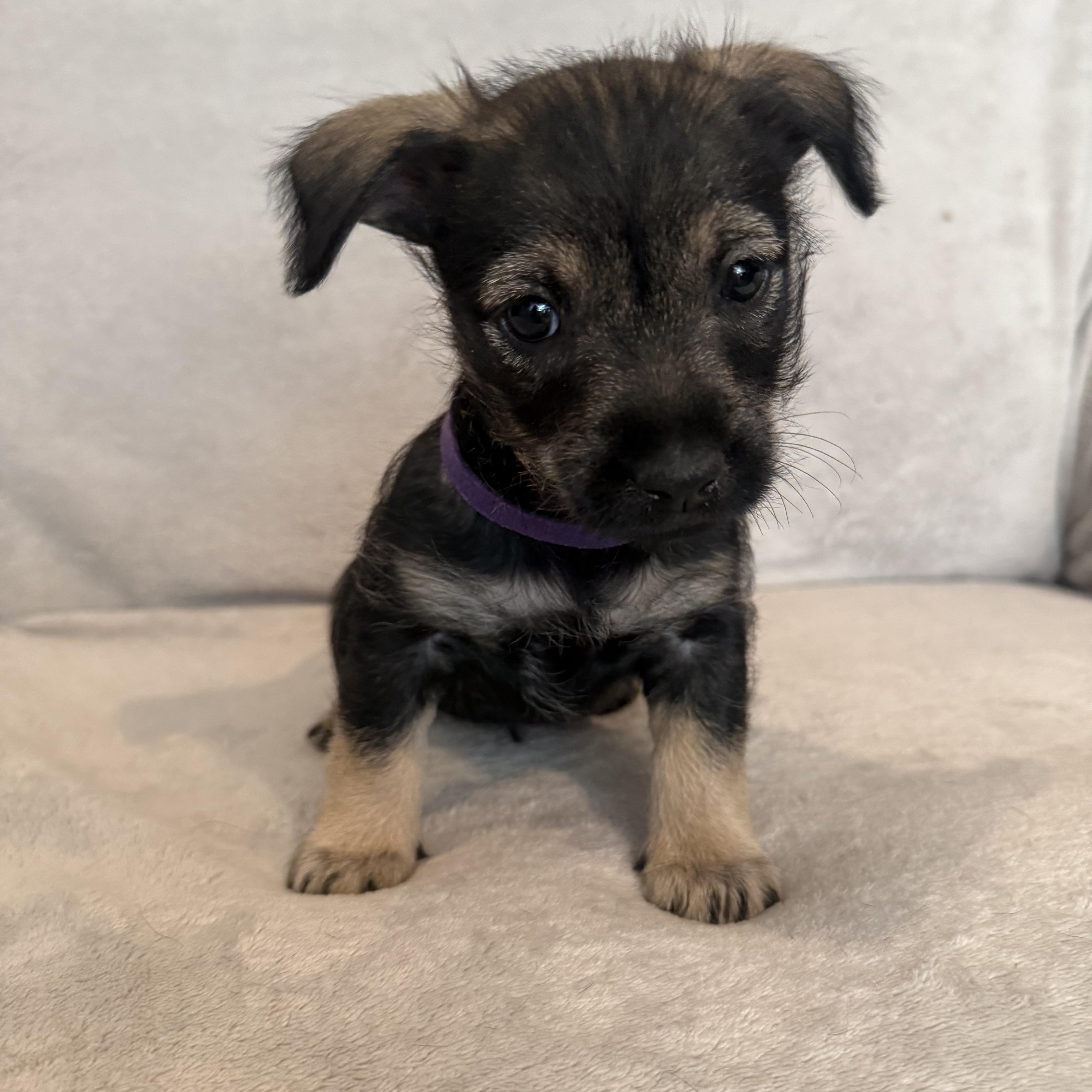 Rubi (R litter), a Adoptable mixed breed in San Diego, CA image 1/4