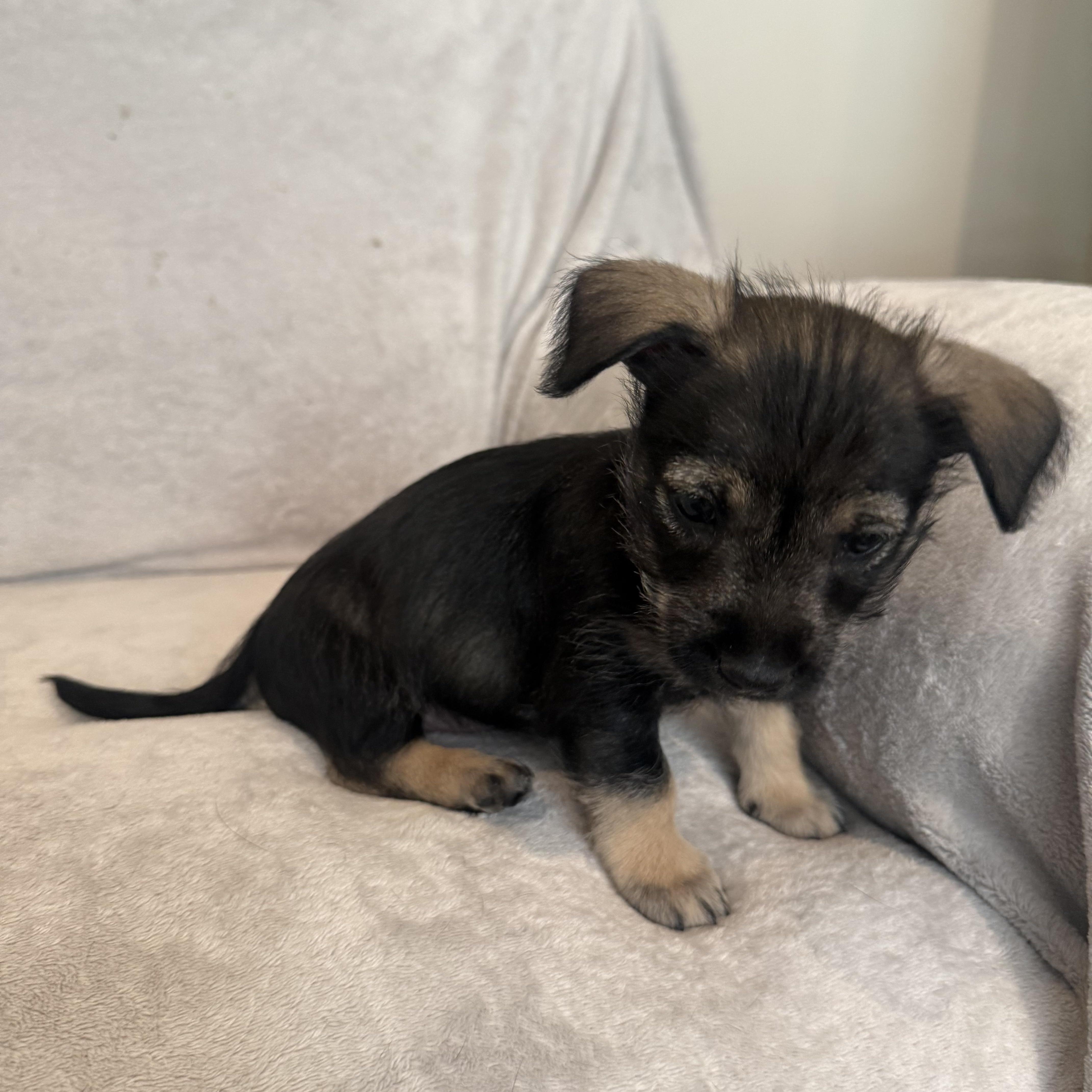 Rubi (R litter), a Adoptable mixed breed in San Diego, CA image 4/4