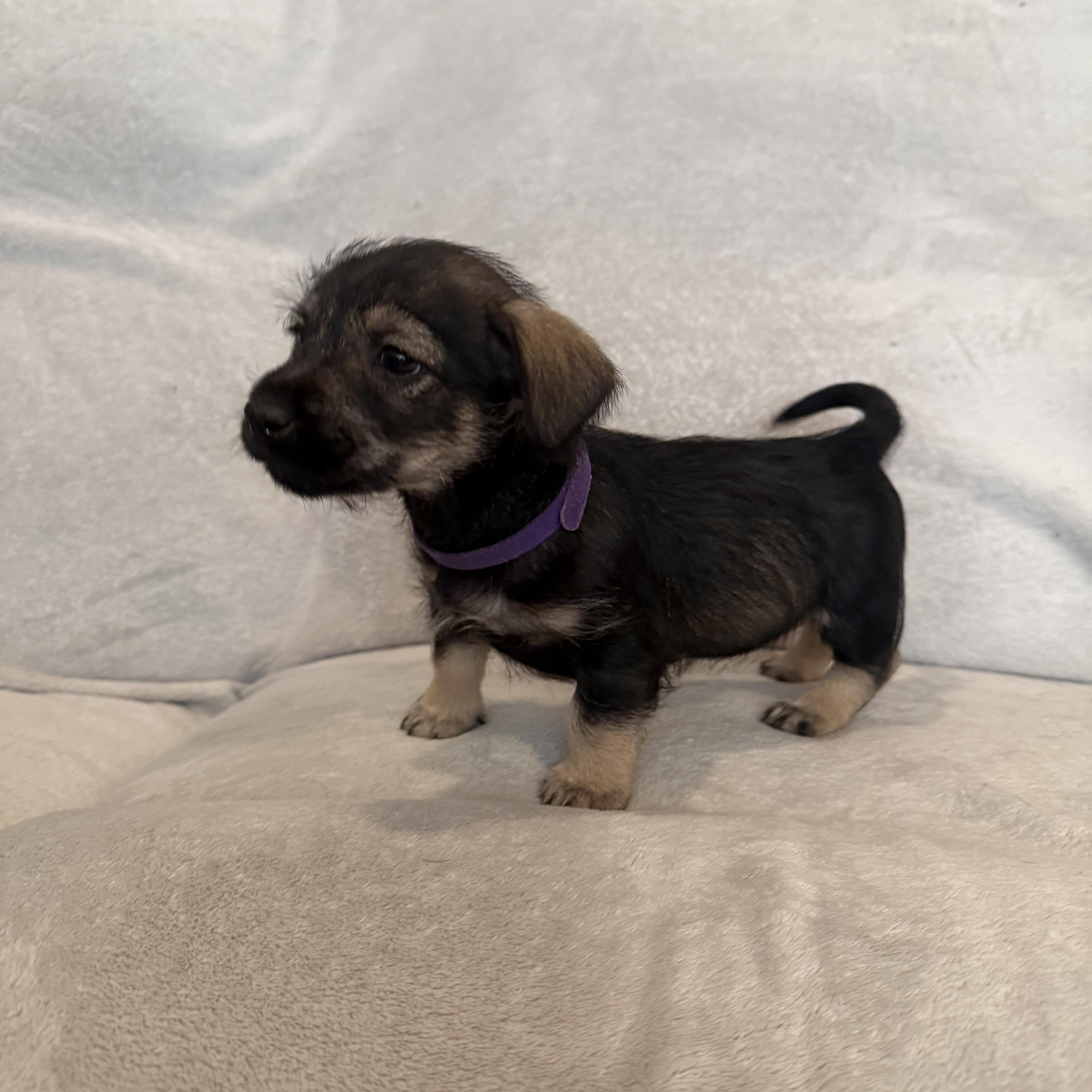 Rubi (R litter), a Adoptable mixed breed in San Diego, CA image 2/4