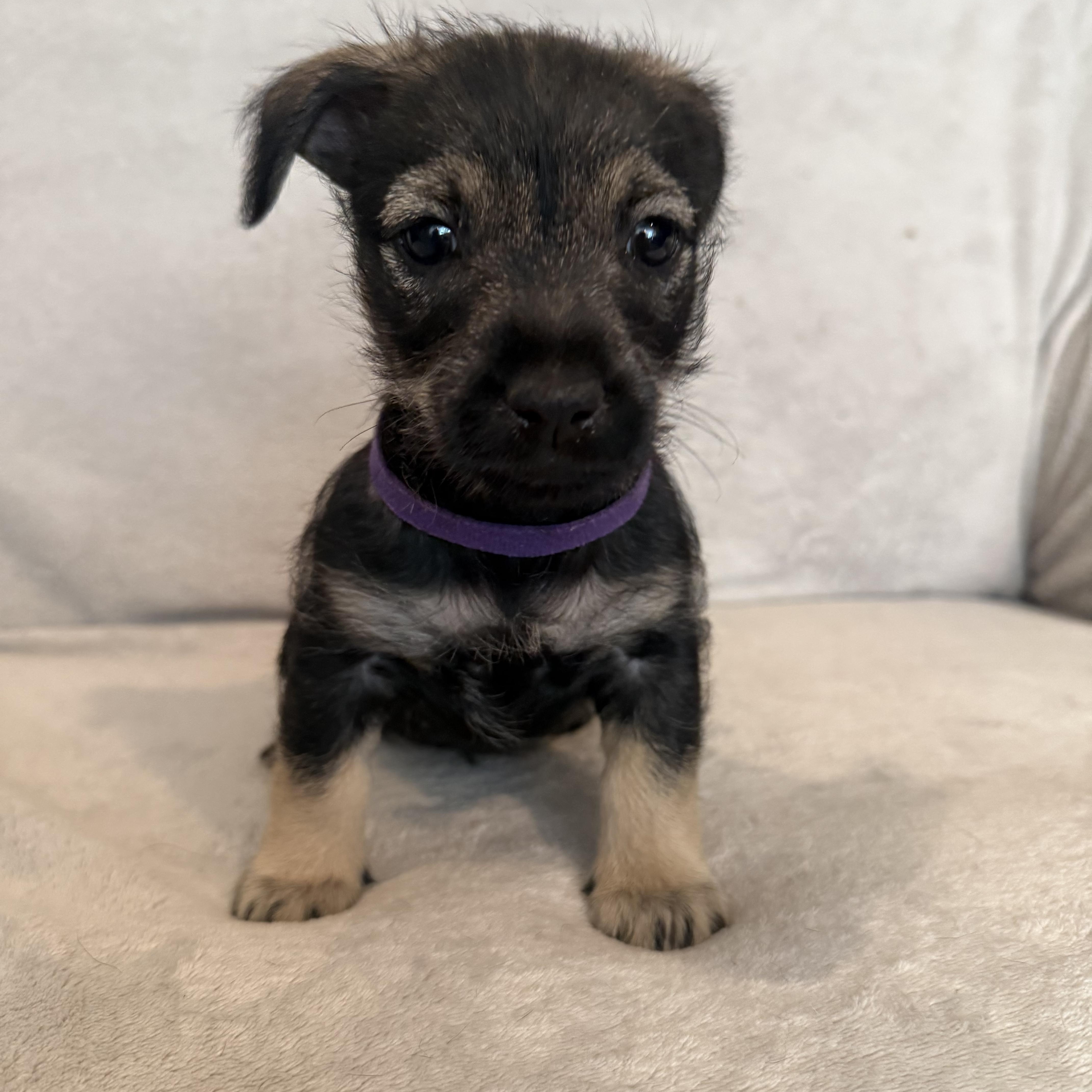 Rubi (R litter), a Adoptable mixed breed in San Diego, CA image 3/4