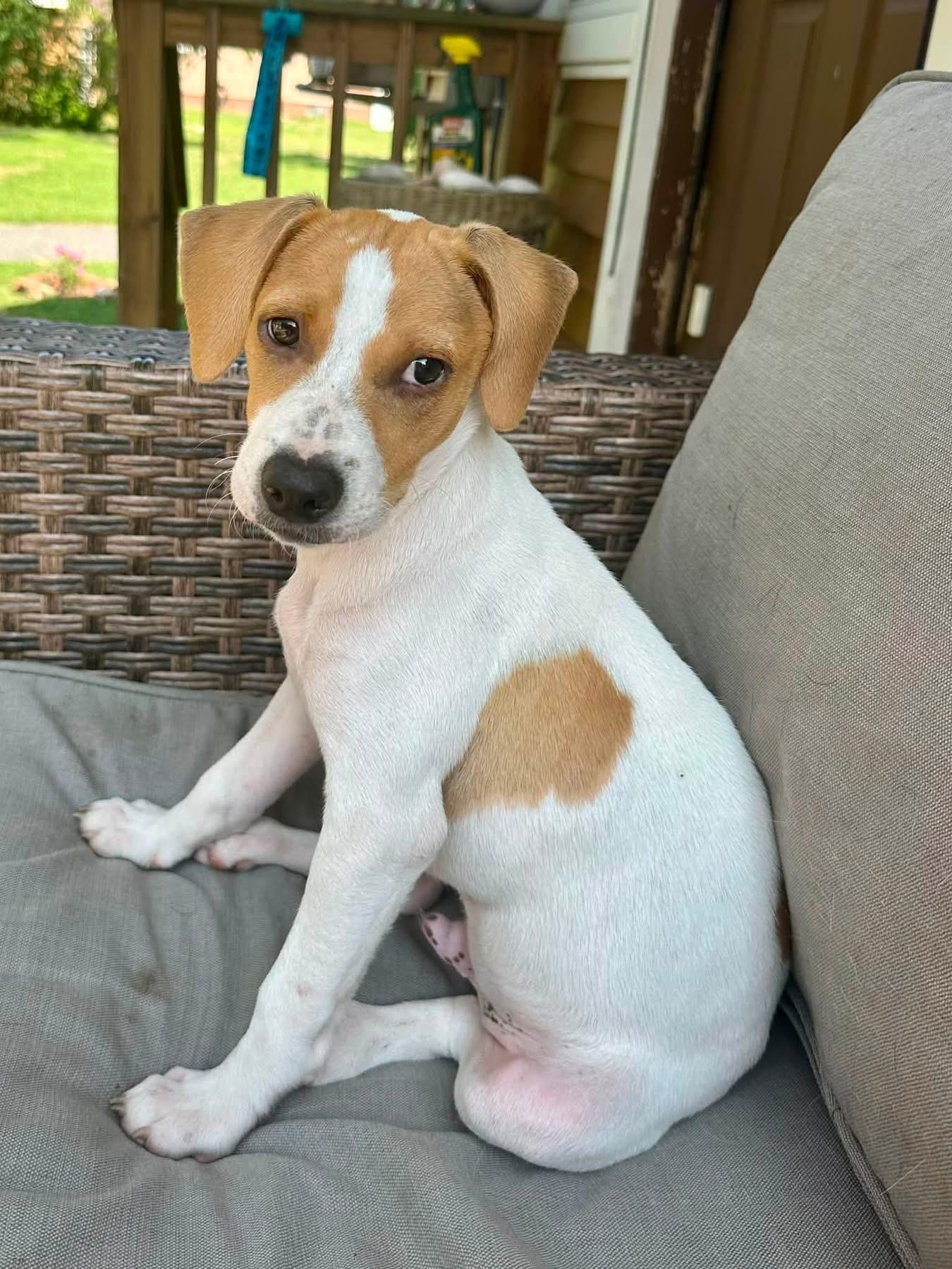 Enlarge Surf, a ADOPTABLE mixed breed in Collingswood, NJ image 2/3