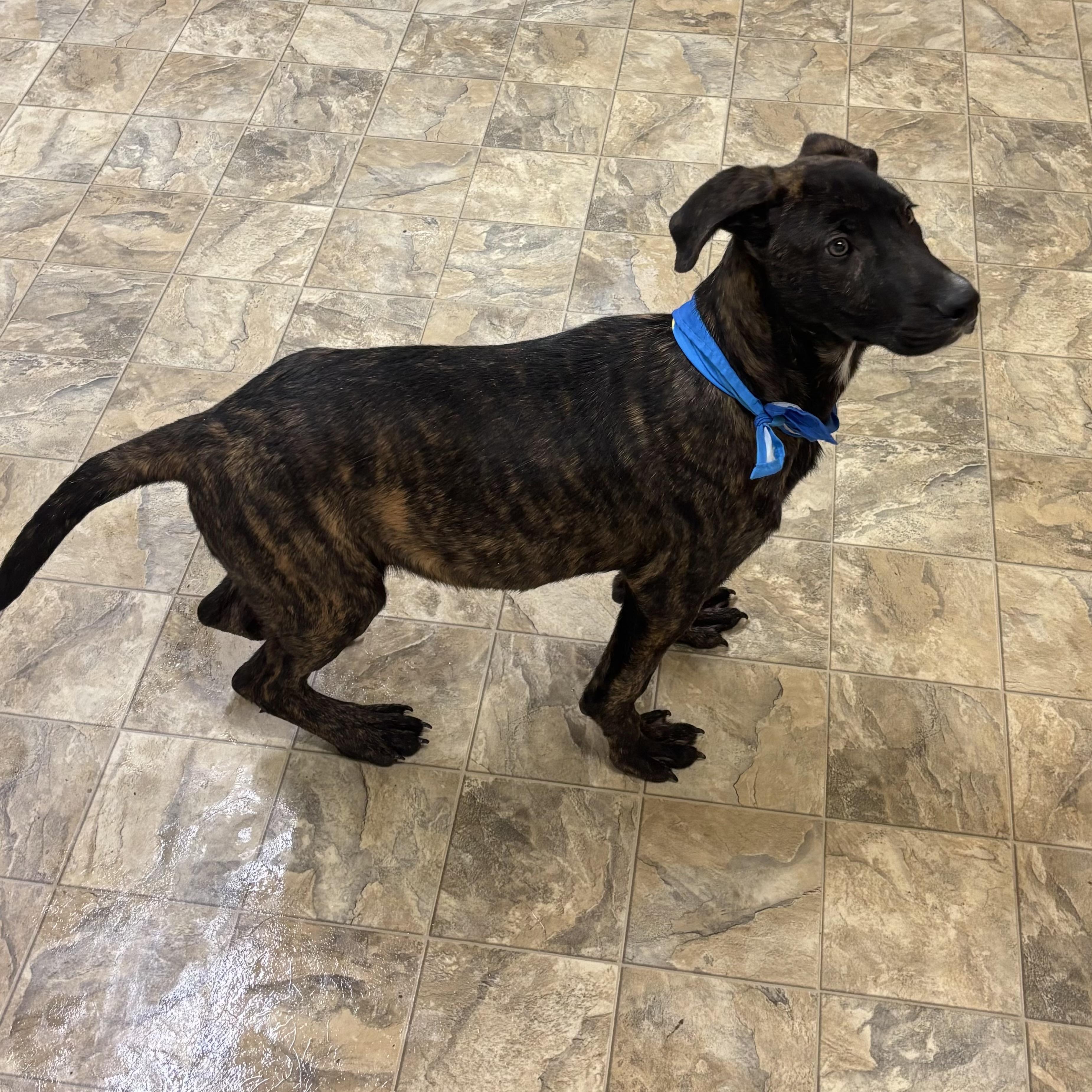 Enlarge Timber, a ADOPTABLE mixed breed in Pilot Point, TX image 2/2
