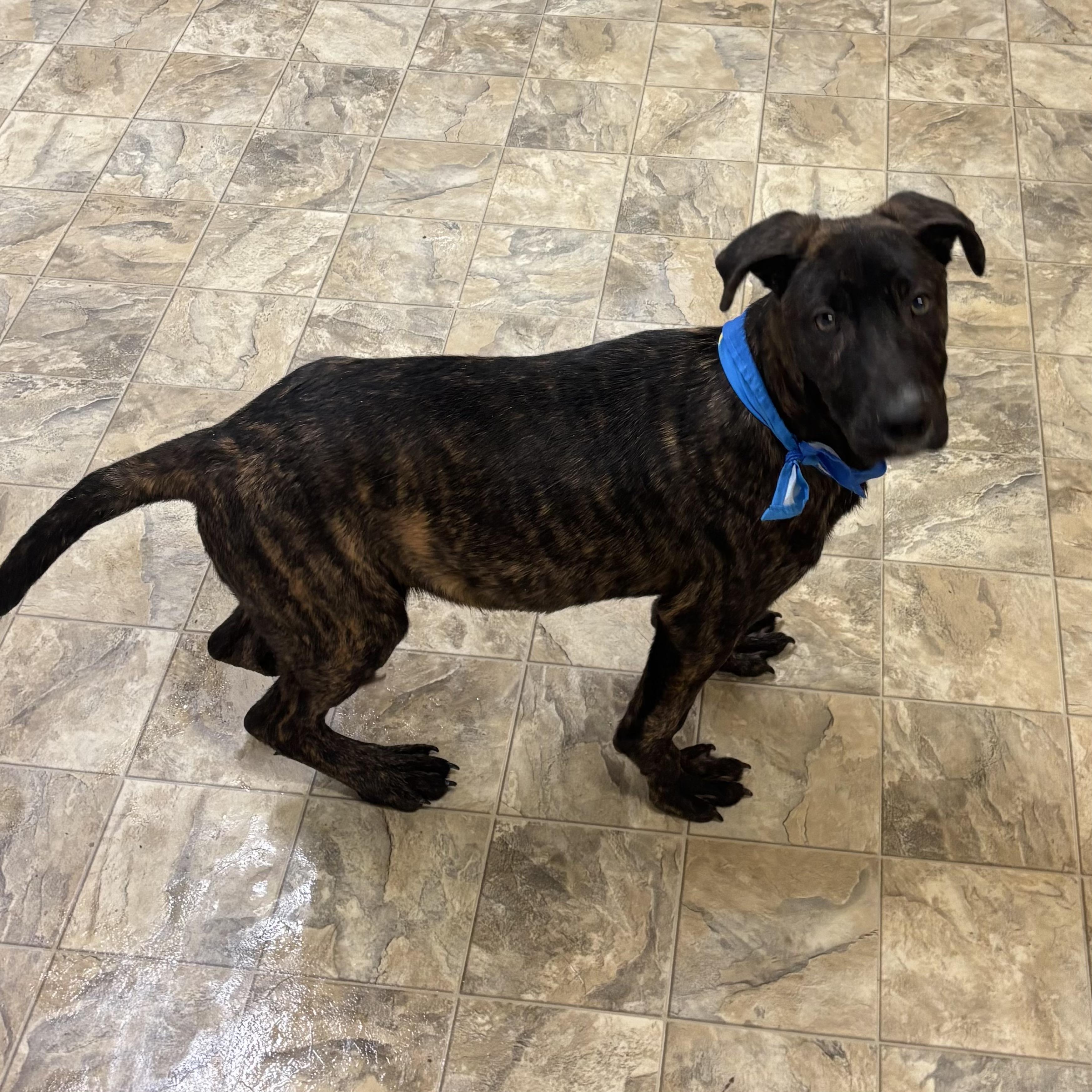 Timber, ADOPTABLE, Young Male Shepherd & Collie.