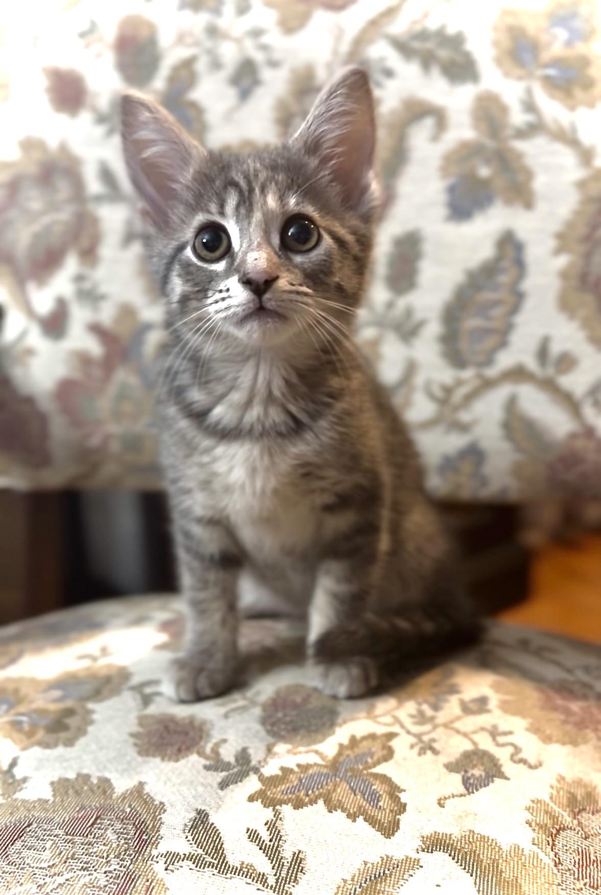 Enlarge Lucy, a Adoptable Domestic Short Hair in Crown Point, IN image 1/2
