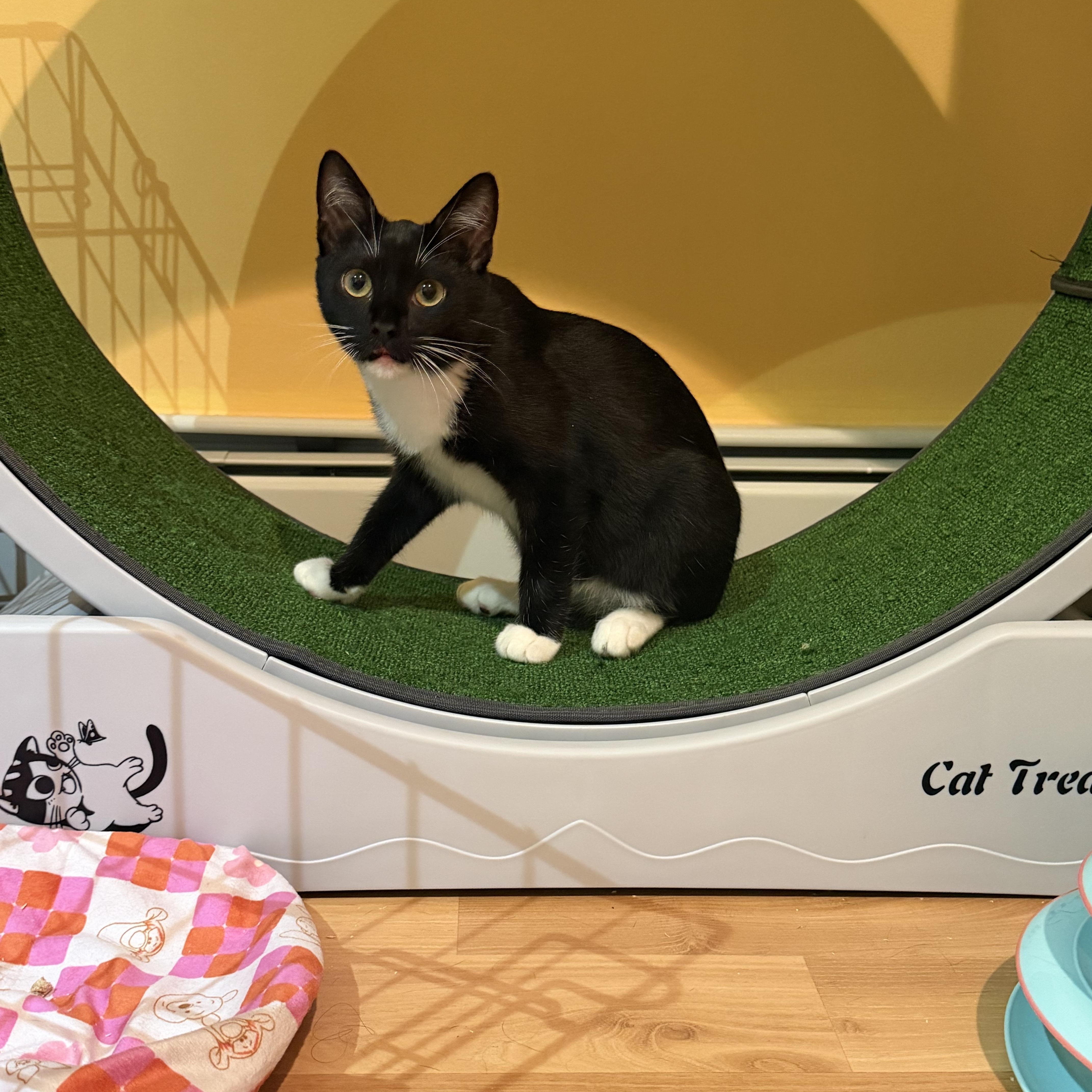 Enlarge Captain Finn & La Isla Bonita, a Adoptable Domestic Short Hair in Perth Amboy , NJ image 4/6