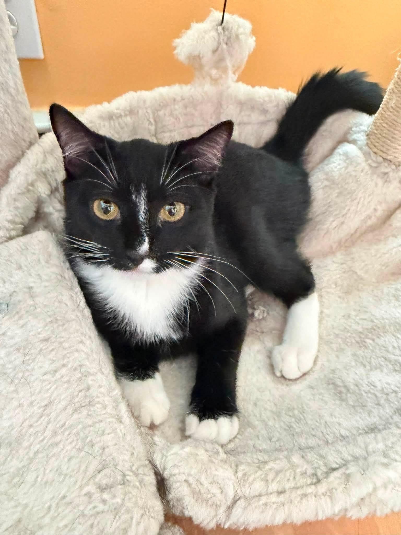 Enlarge Captain Finn & La Isla Bonita, a Adoptable Domestic Short Hair in Perth Amboy , NJ image 2/6