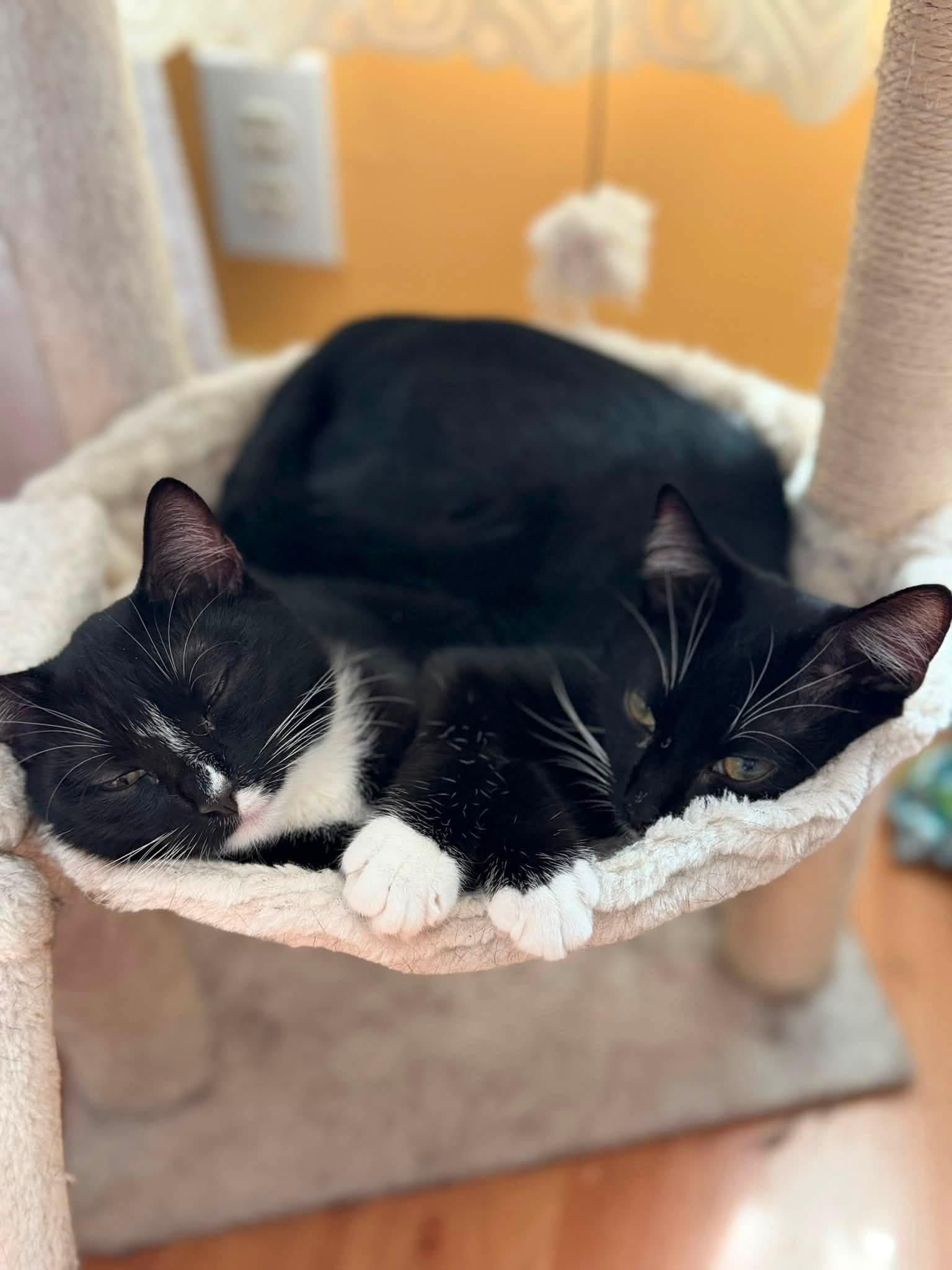 Captain Finn & La Isla Bonita, Adoptable, Young Male Domestic Short Hair.