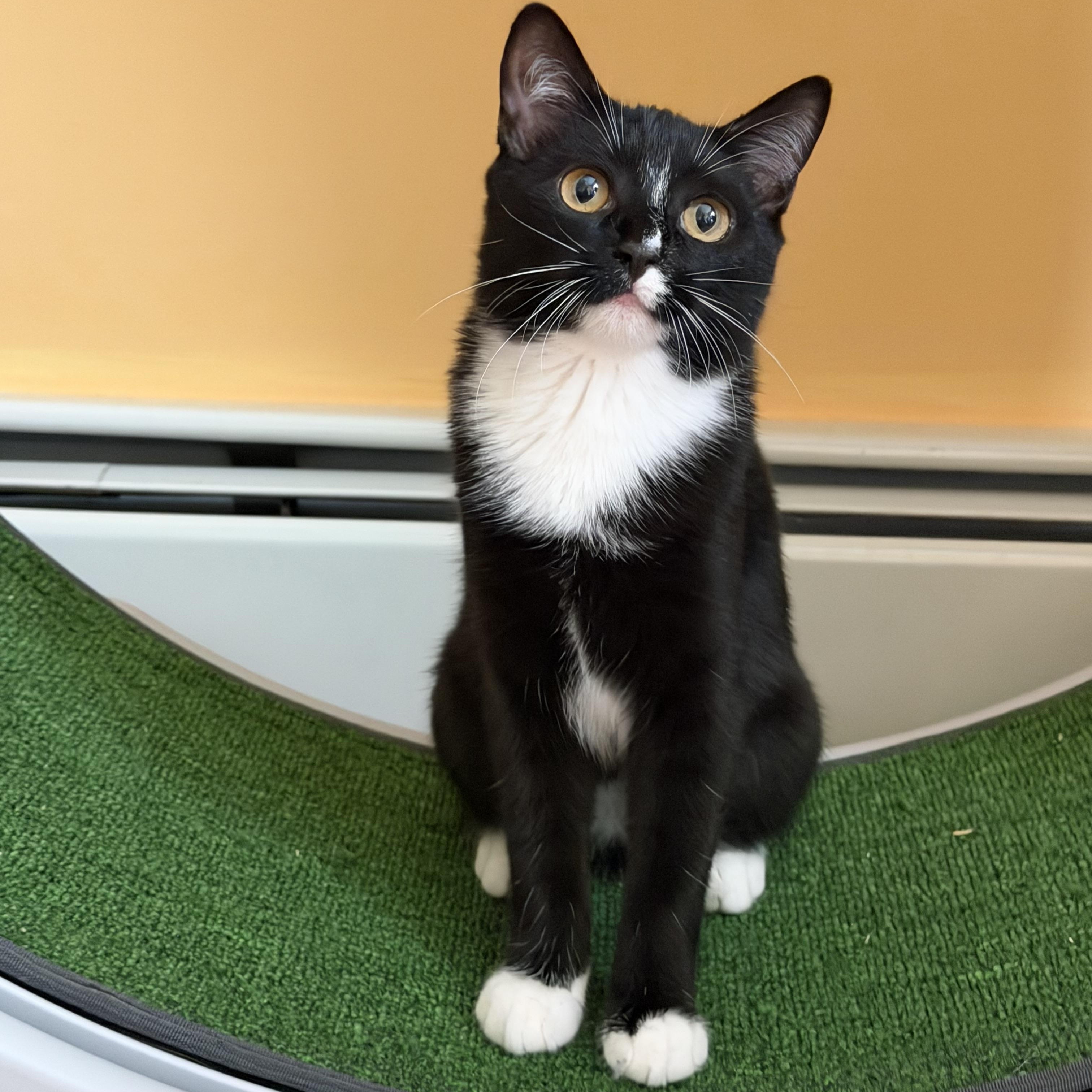 Enlarge Captain Finn & La Isla Bonita, a Adoptable Domestic Short Hair in Perth Amboy , NJ image 5/6
