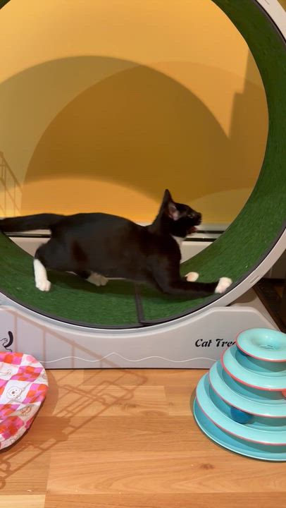 Enlarge Captain Finn & La Isla Bonita, a Adoptable Domestic Short Hair in Perth Amboy , NJ video 6/6