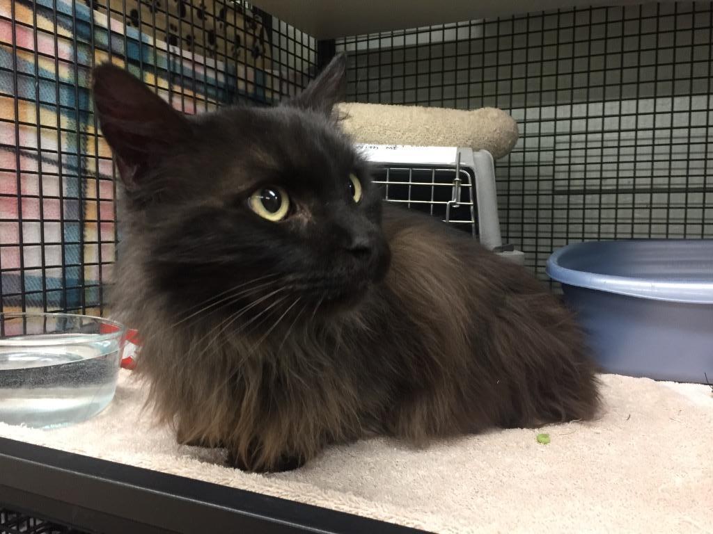 Enlarge Julliard, a Adoptable mixed breed in Peoria, AZ image 1/3