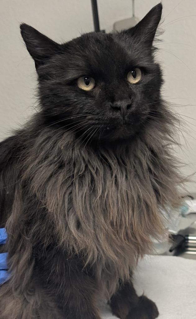 Enlarge Julliard, a Adoptable mixed breed in Peoria, AZ image 2/3