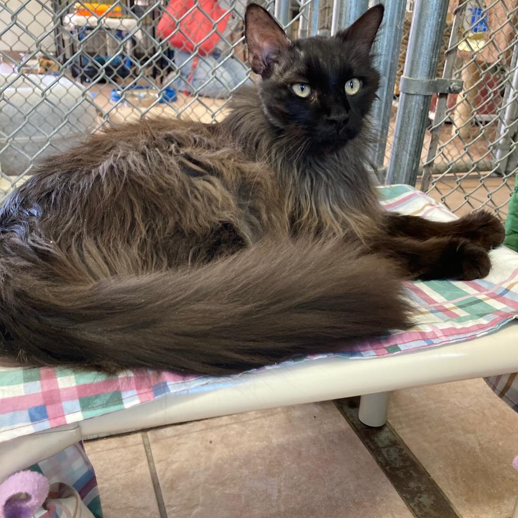 Enlarge Julliard, a Adoptable mixed breed in Peoria, AZ image 2/4