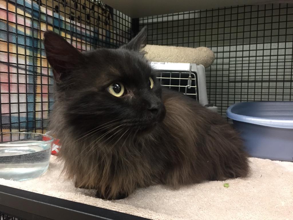 Enlarge Julliard, a Adoptable mixed breed in Peoria, AZ image 3/3