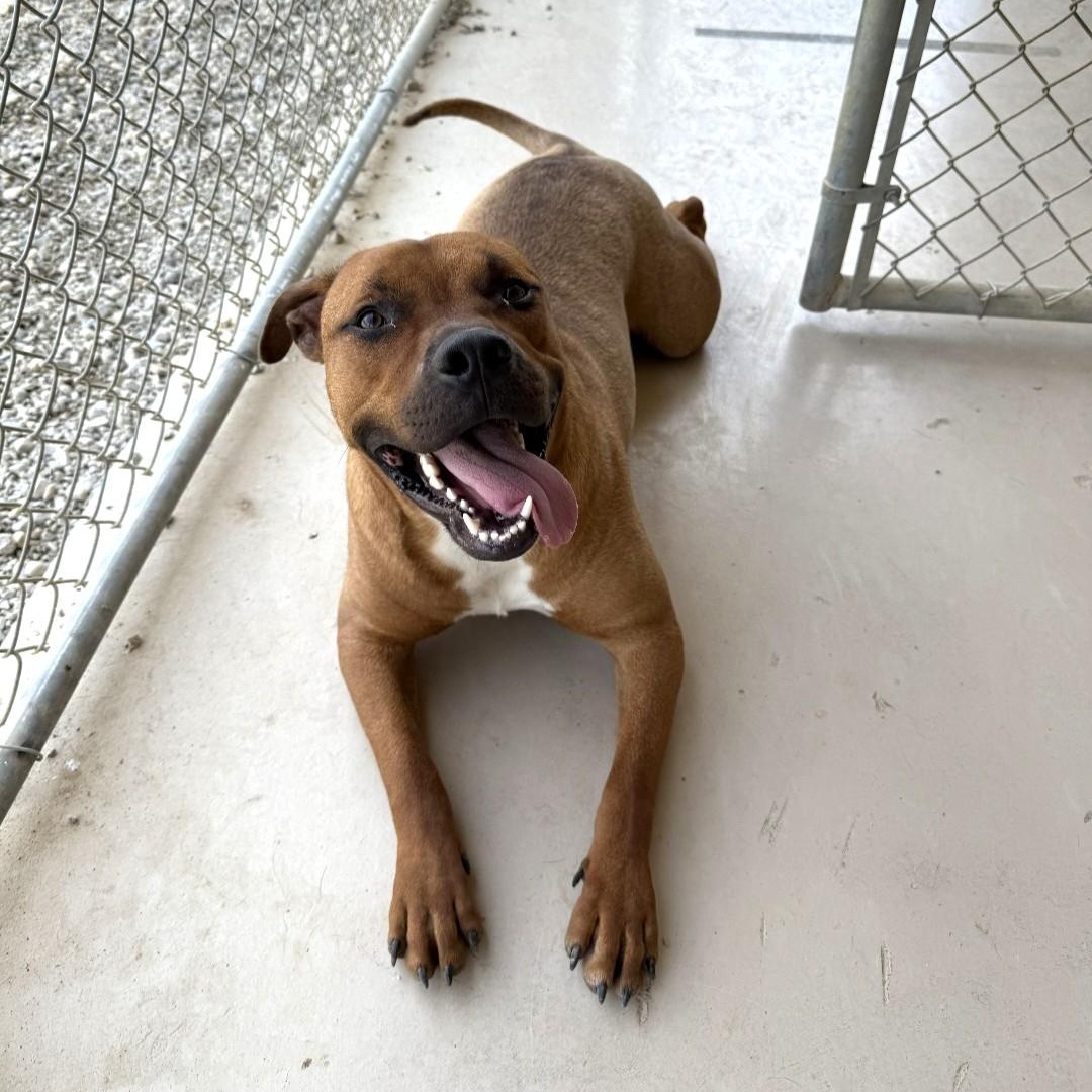 Enlarge Tanner, a Adoptable American Staffordshire Terrier in Wilmington, OH image 2/6
