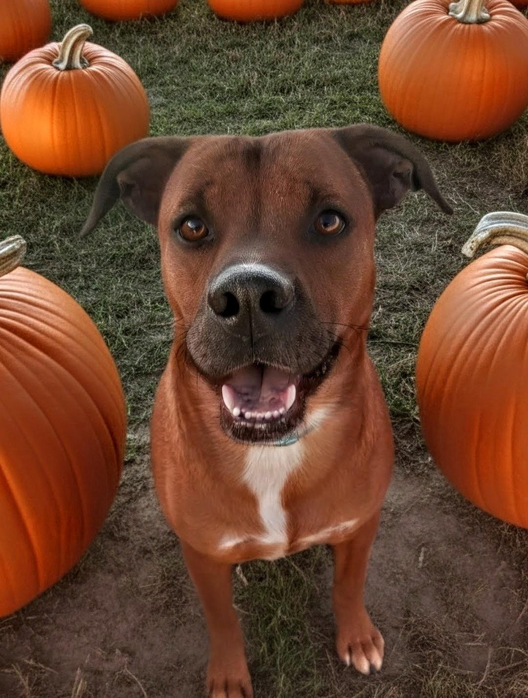 Tanner, Adoptable, Young Male American Staffordshire Terrier.