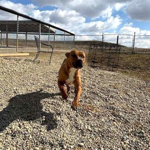 Enlarge Tanner, a Adoptable American Staffordshire Terrier in Wilmington, OH image 5/6