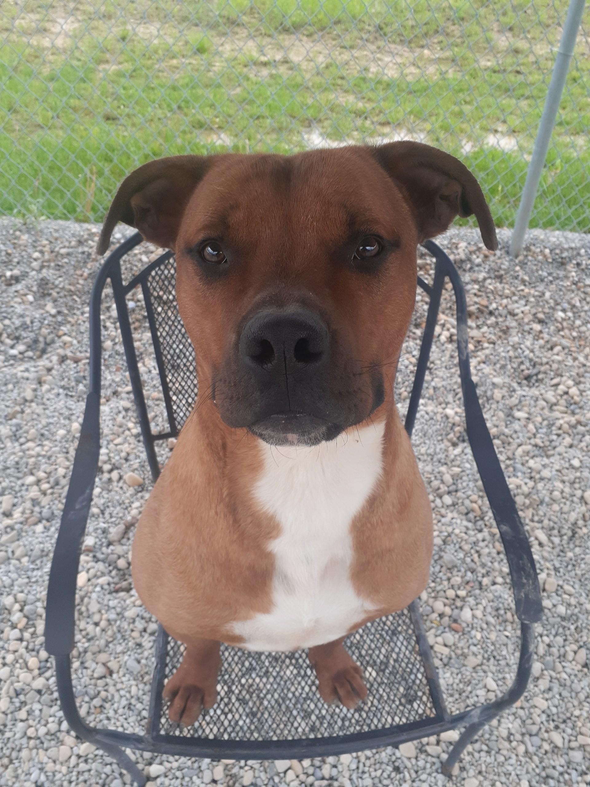 Enlarge Tanner, a Adoptable American Staffordshire Terrier in Wilmington, OH image 4/6