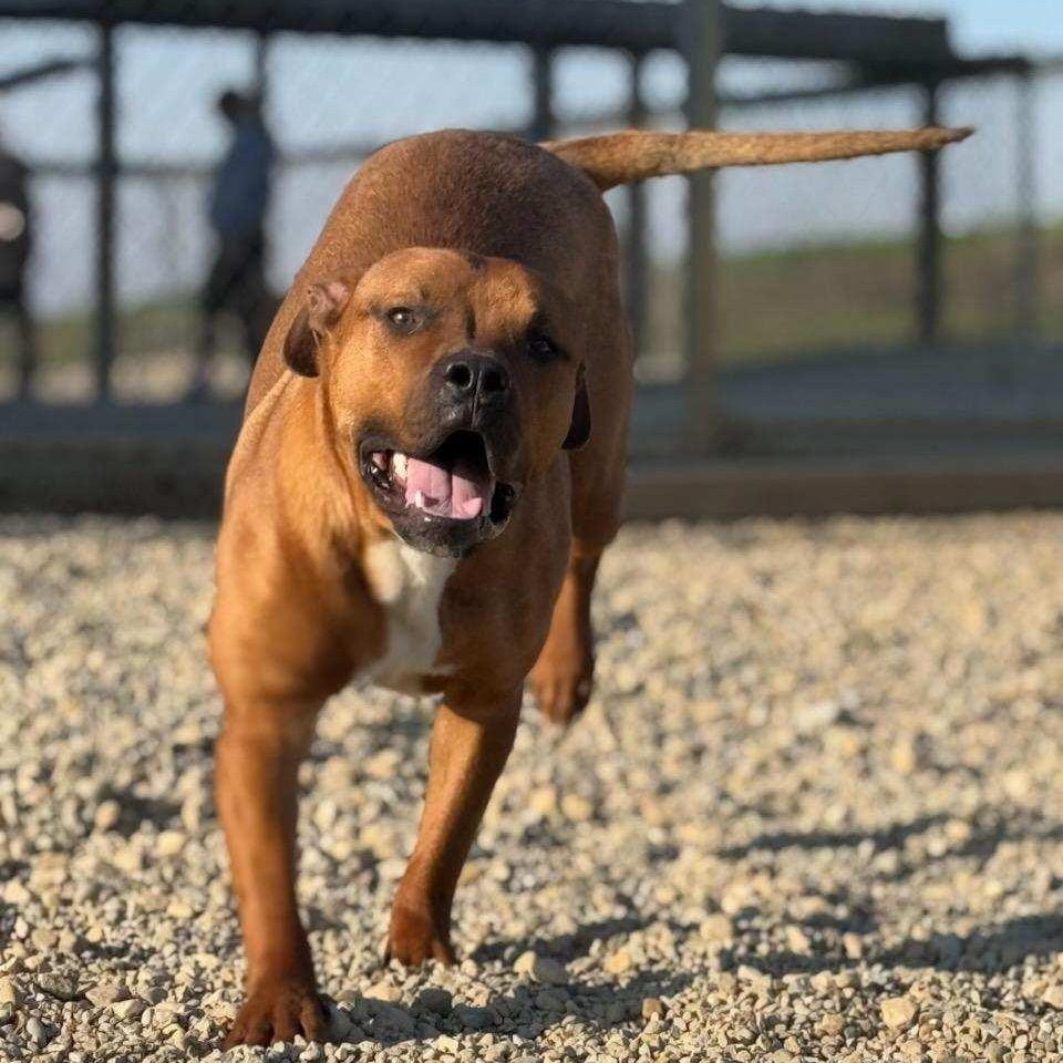Enlarge Tanner, a Adoptable American Staffordshire Terrier in Wilmington, OH image 6/6
