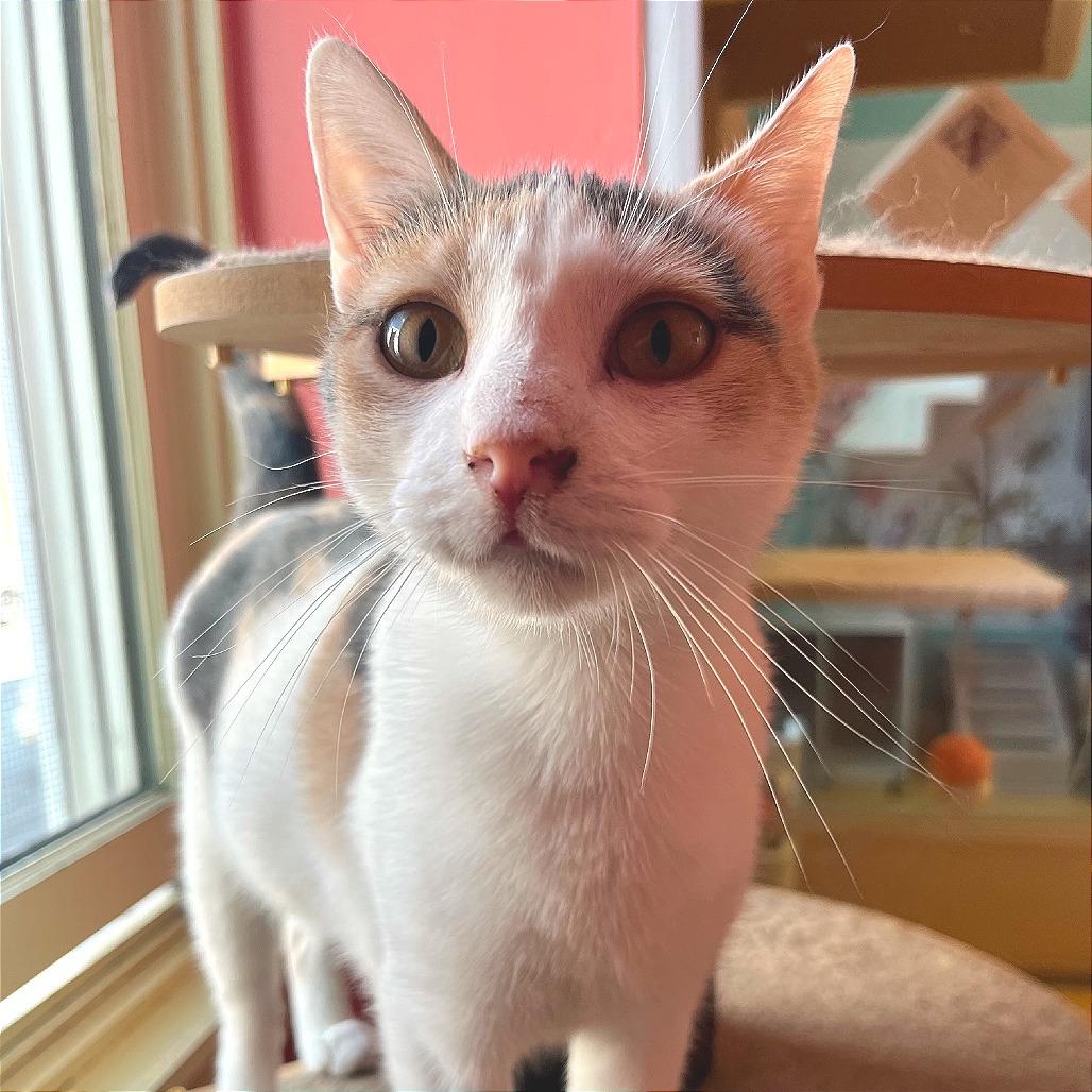 Bonnie, a Adoptable Domestic Short Hair in Hudson, NY image 1/2