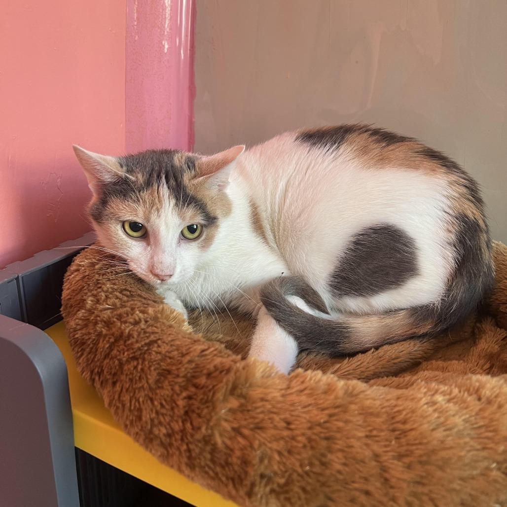 Bonnie, a Adoptable Domestic Short Hair in Hudson, NY image 2/2