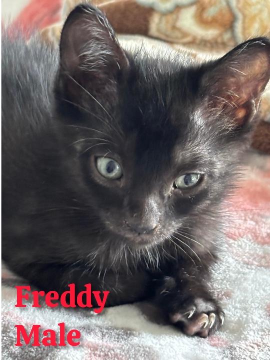 Freddy