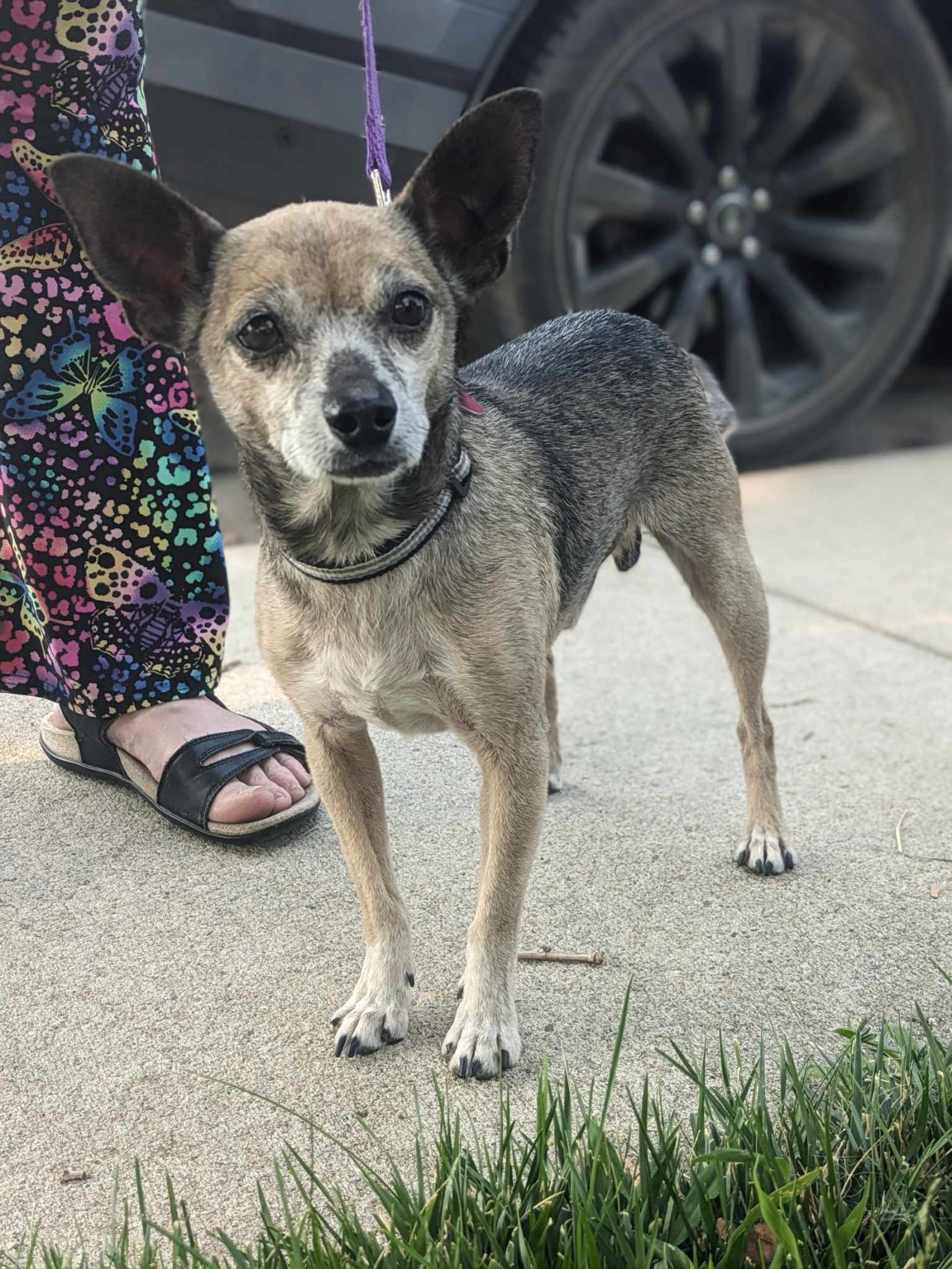 Fideo, an adoptable Chihuahua in Bend, OR, 97701 | Photo Image 3