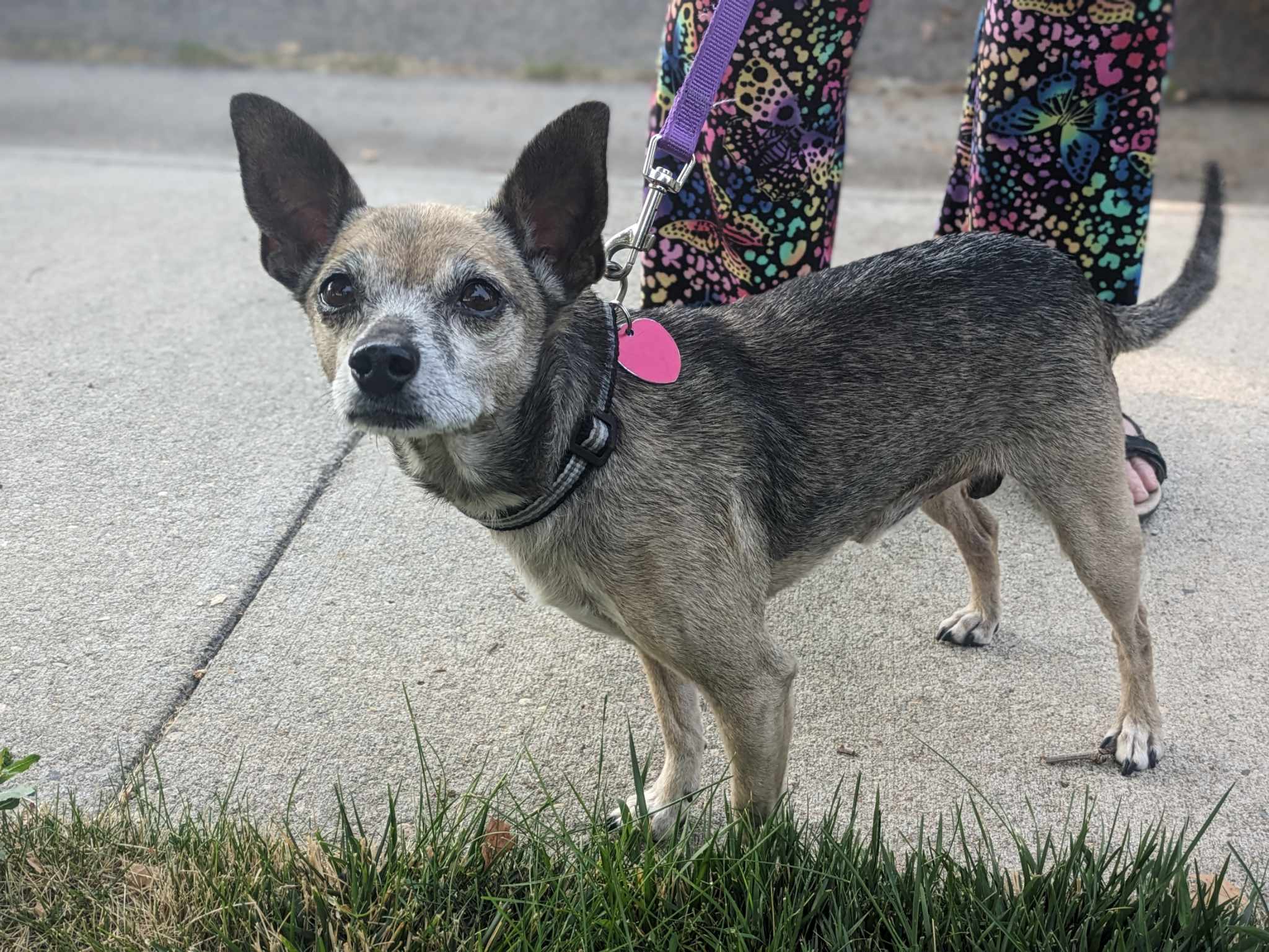 Fideo, an adoptable Chihuahua in Bend, OR, 97701 | Photo Image 5