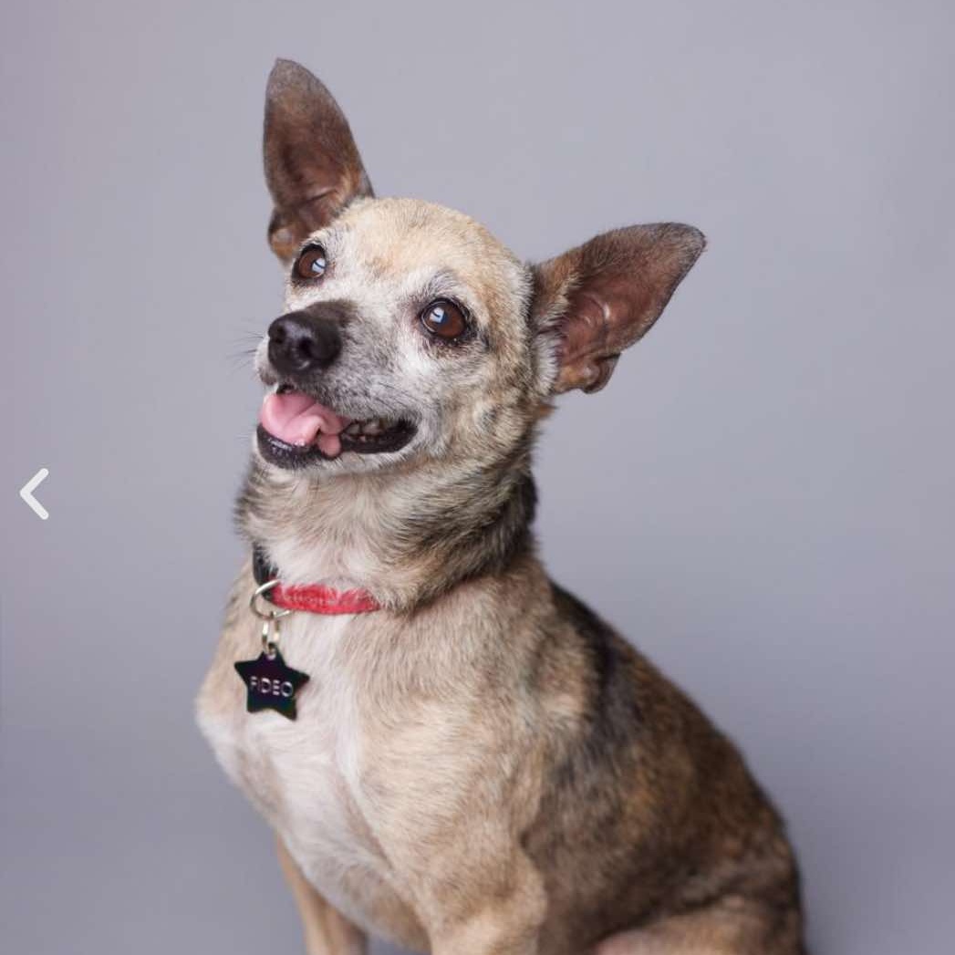 Fideo, an adoptable Chihuahua in Bend, OR, 97701 | Photo Image 2