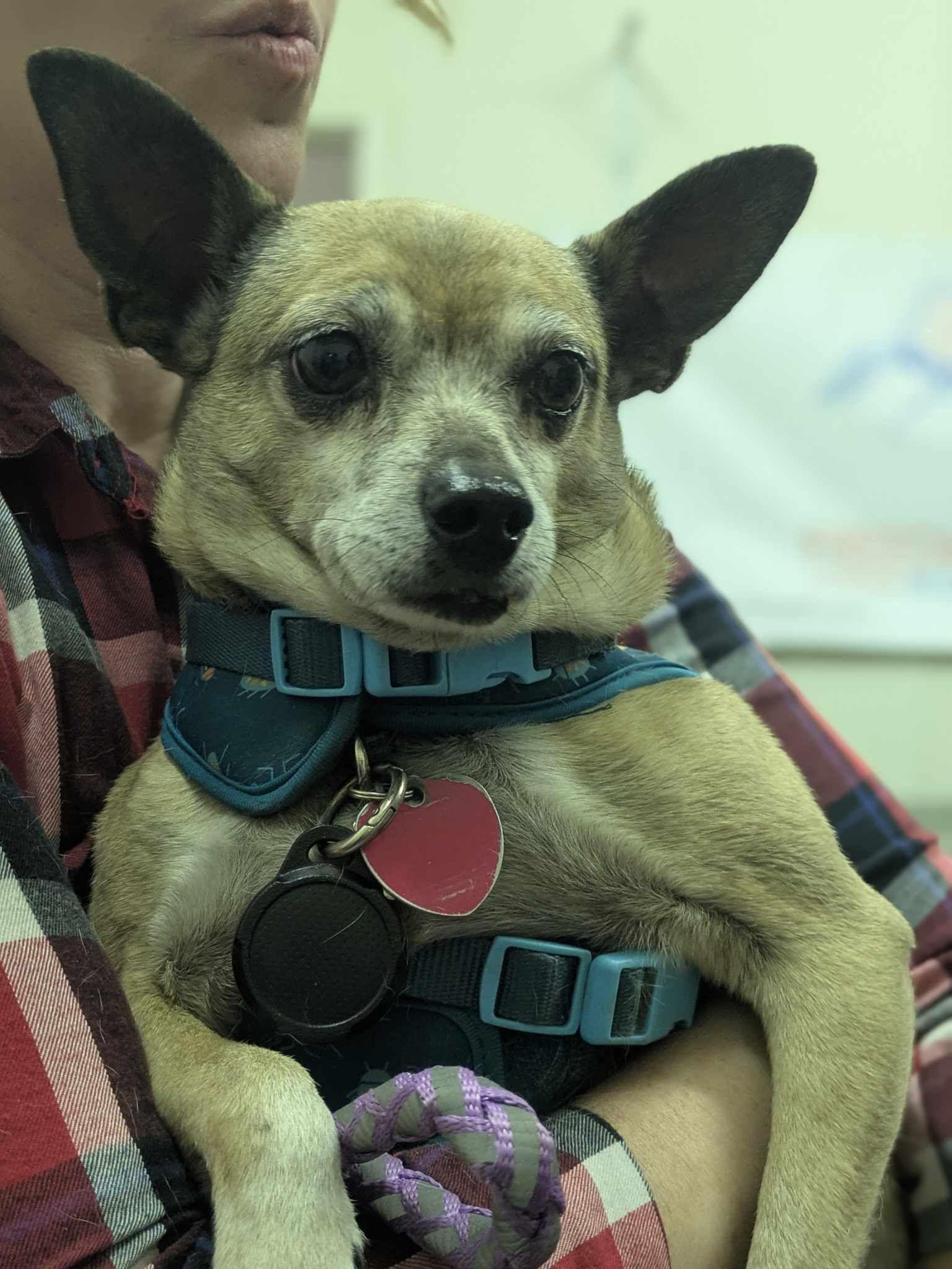 Fideo, an adoptable Chihuahua in Bend, OR, 97701 | Photo Image 1