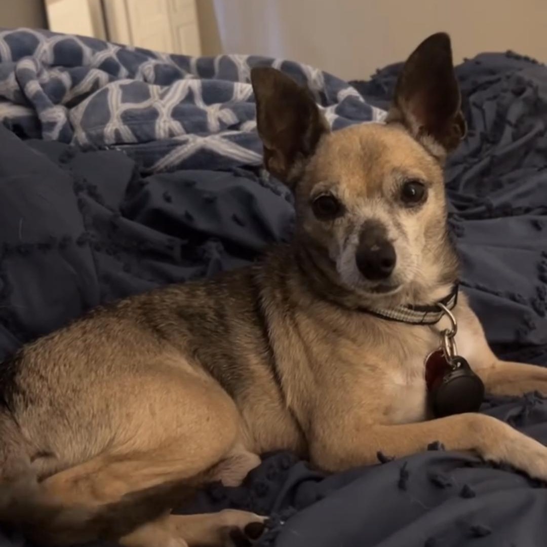 Fideo, an adoptable Chihuahua in Bend, OR, 97701 | Photo Image 4
