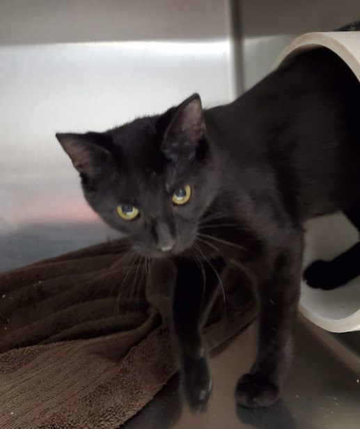 Periwinkle, an adoptable Domestic Short Hair in Geneseo, IL, 61254 | Photo Image 1