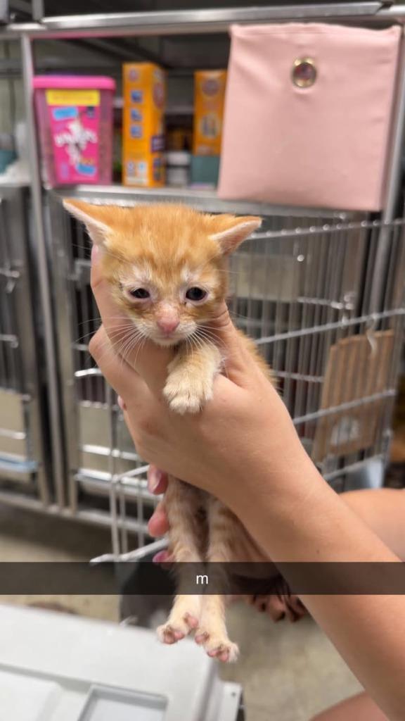 Felix, Adoptable, Kitten Male Domestic Short Hair.