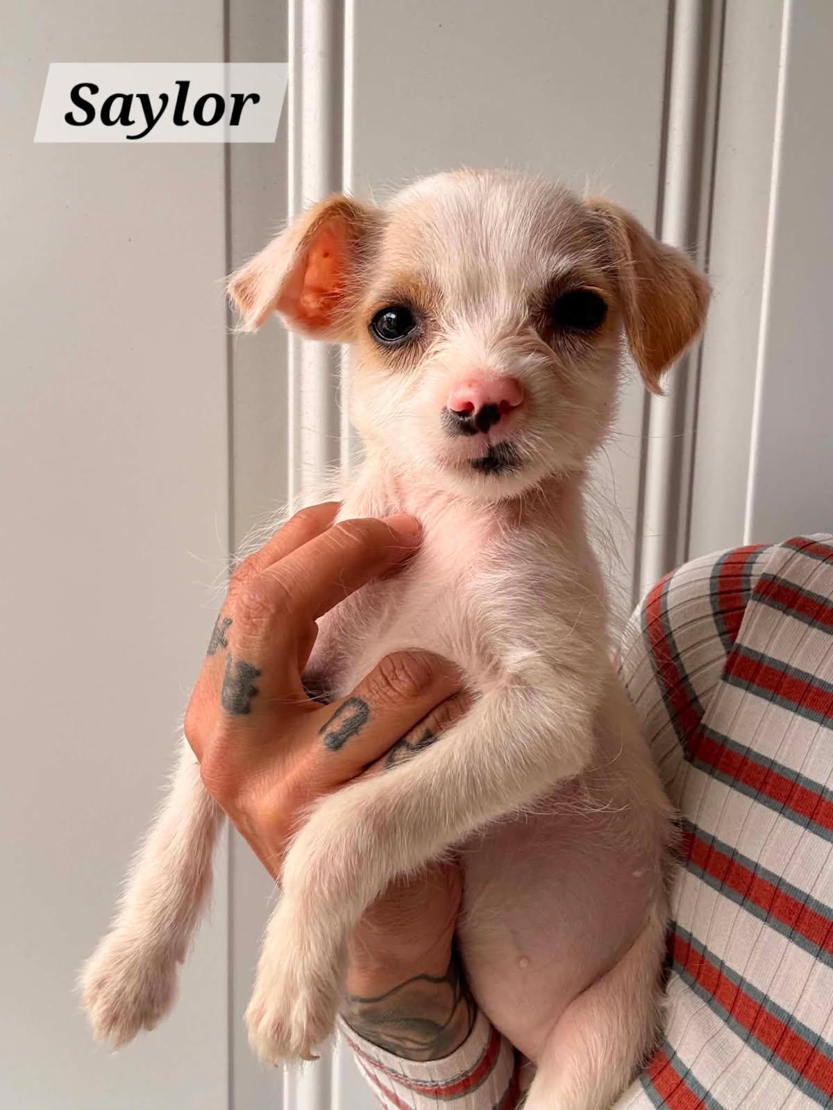 Saylor, ADOPTABLE, Puppy Female Jack Russell Terrier & Chihuahua.