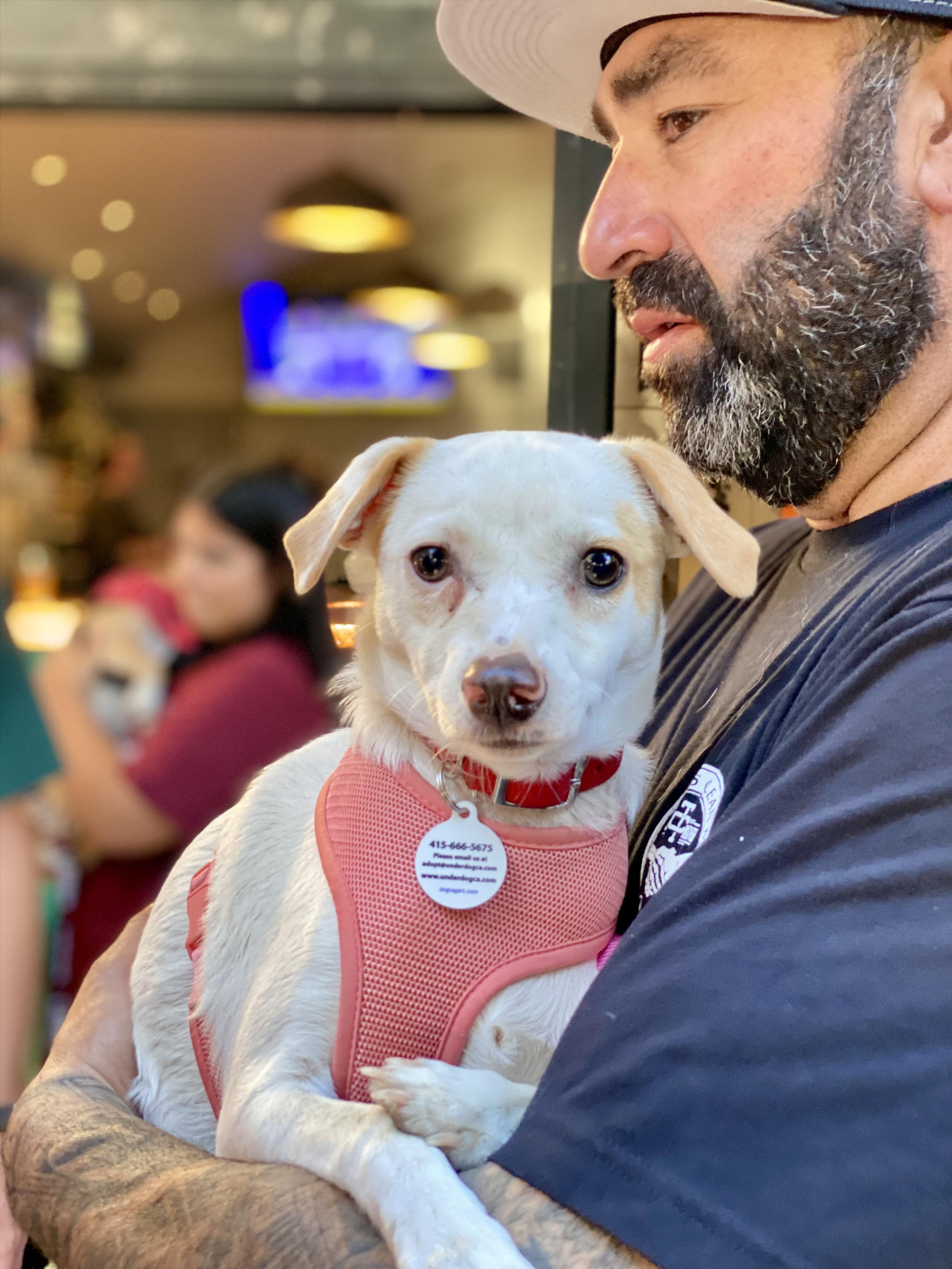 Saylor, Adoptable, Puppy Female Jack Russell Terrier & Chihuahua.