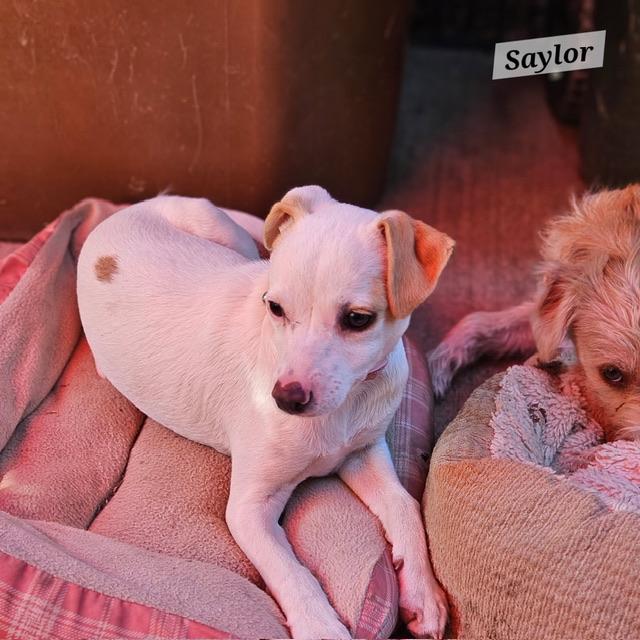 Saylor, a ADOPTABLE mixed breed in clayton , CA image 3/3