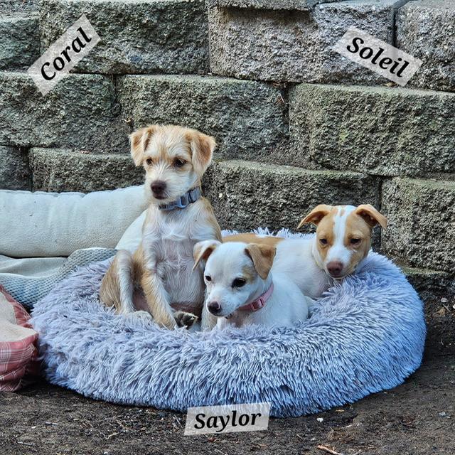 Saylor, a ADOPTABLE mixed breed in clayton , CA image 2/3