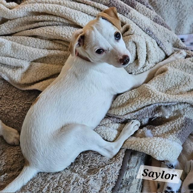 Saylor, ADOPTABLE, Puppy Female Jack Russell Terrier & Chihuahua.