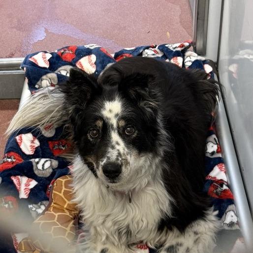 Millie, Adoptable, Senior Female Australian Shepherd & Mixed Breed.