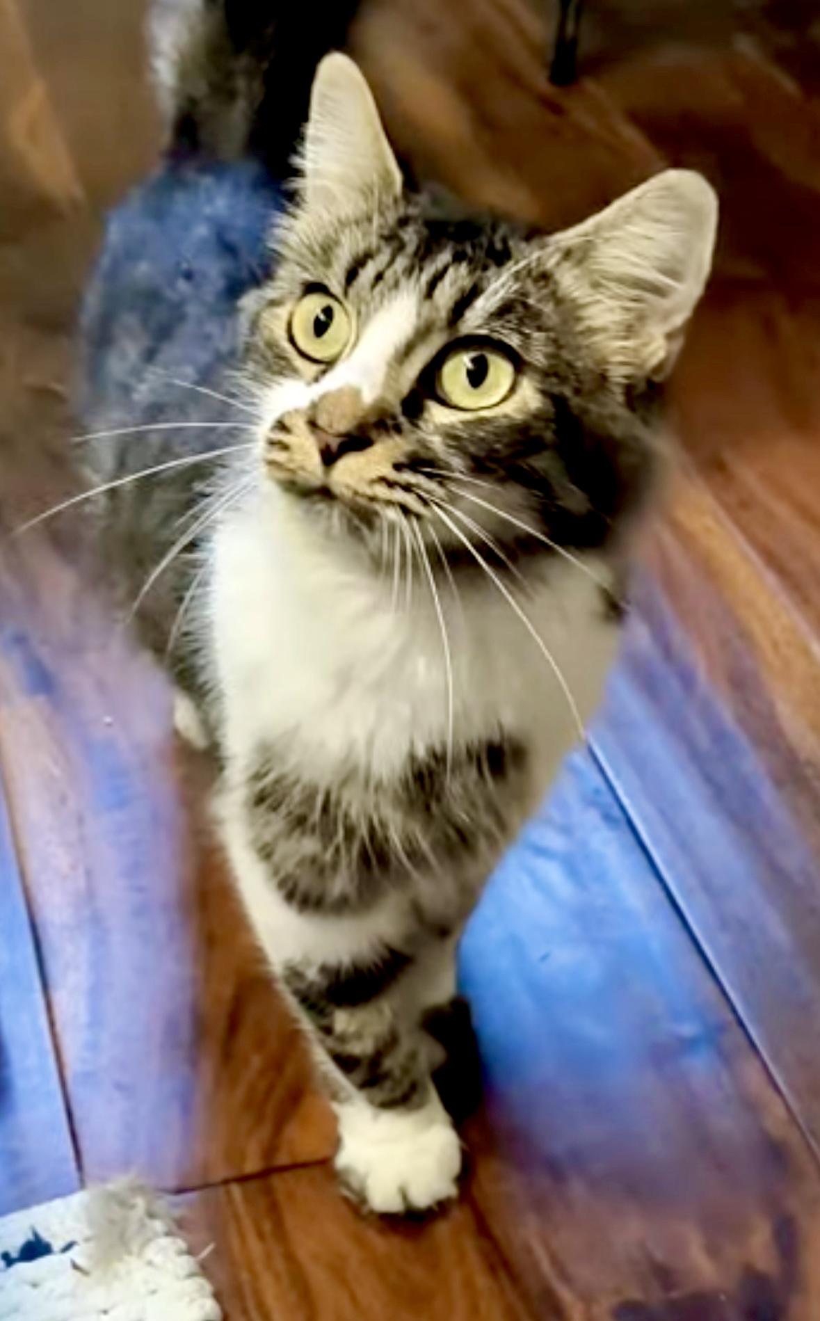 Enlarge Sadie, a Adopted mixed breed in Indian Trail, NC image 2/3