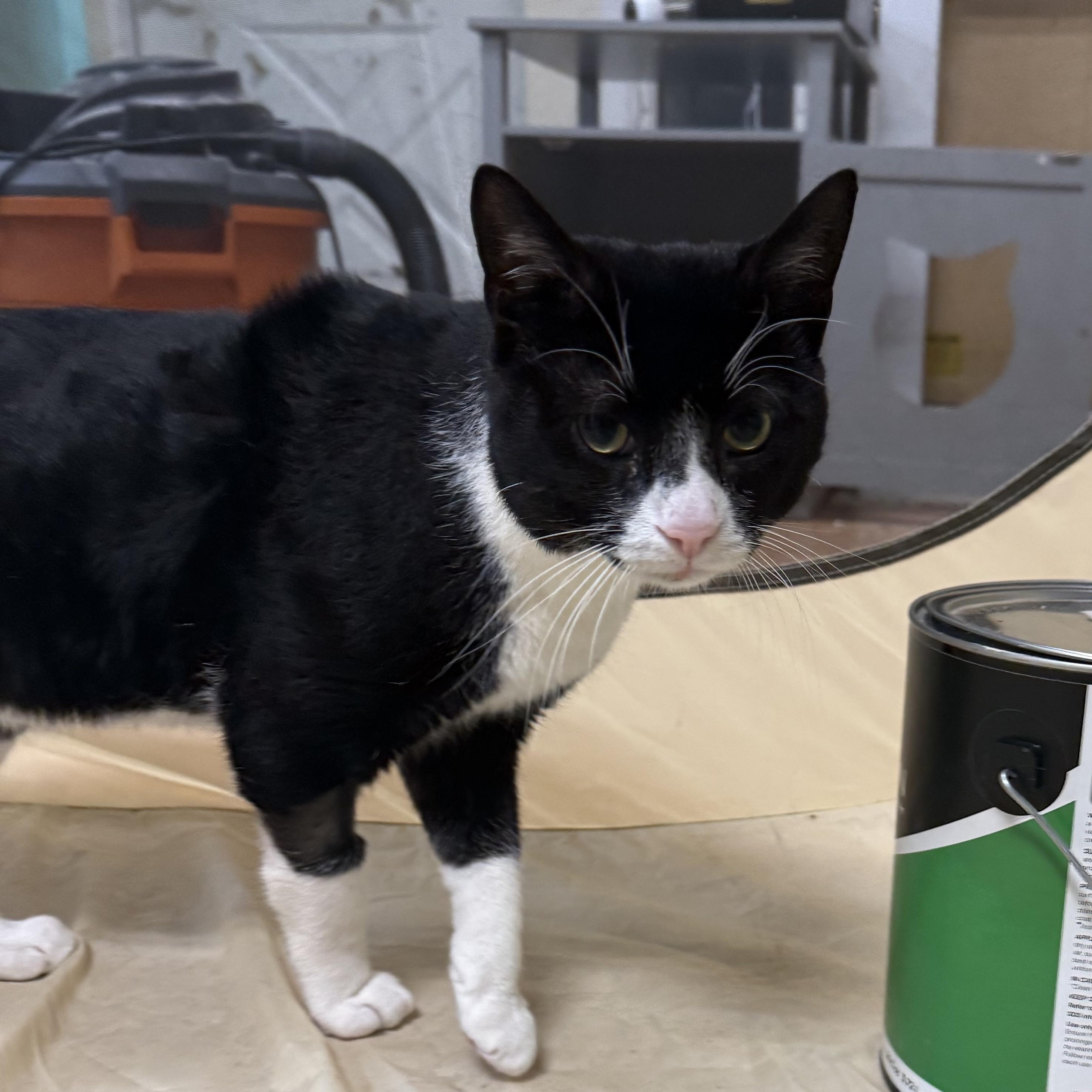 Enlarge Sushi, a ADOPTABLE Domestic Short Hair in Galloway, NJ image 1/5