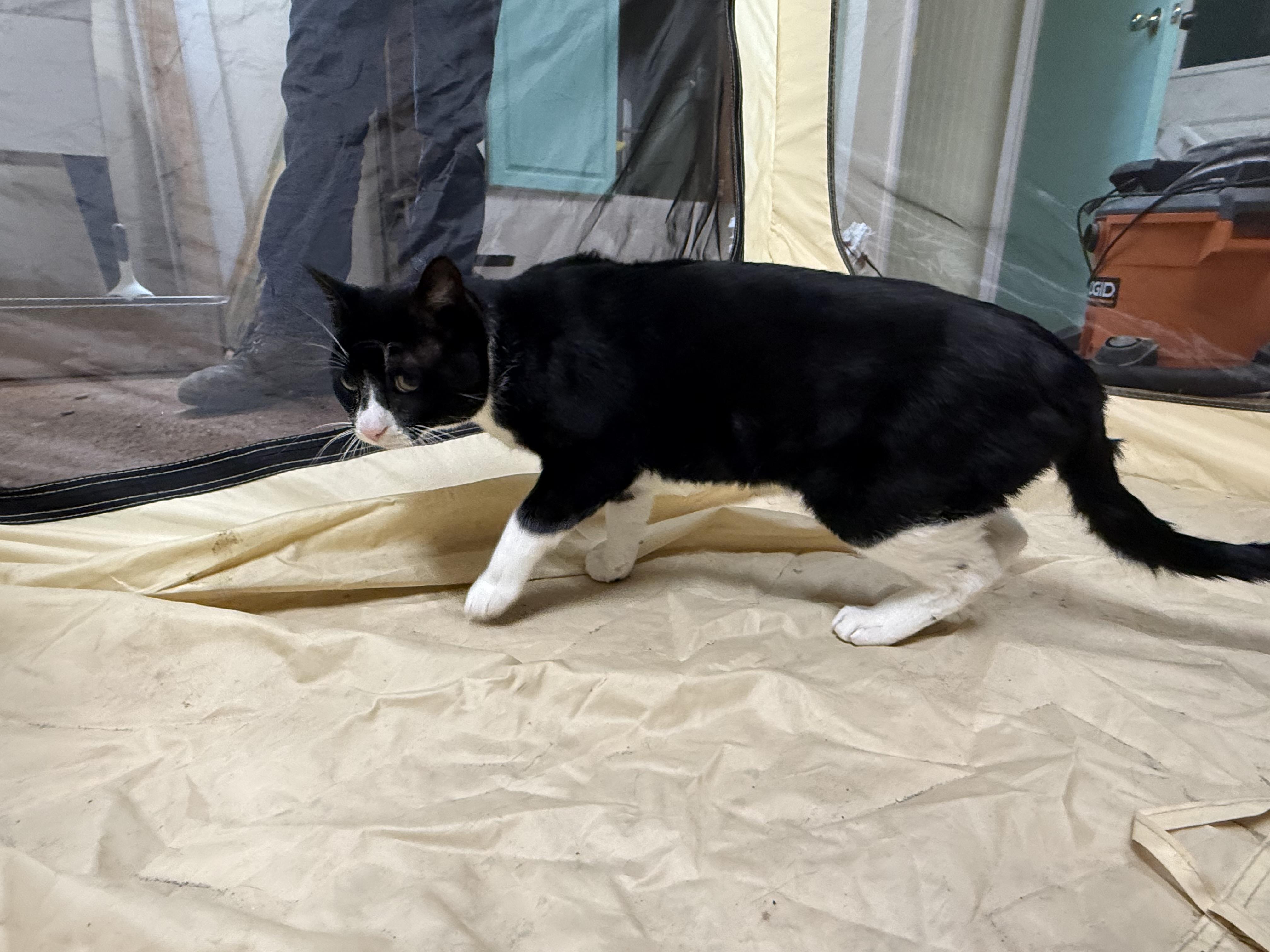 Enlarge Sushi, a ADOPTABLE Domestic Short Hair in Galloway, NJ image 3/5