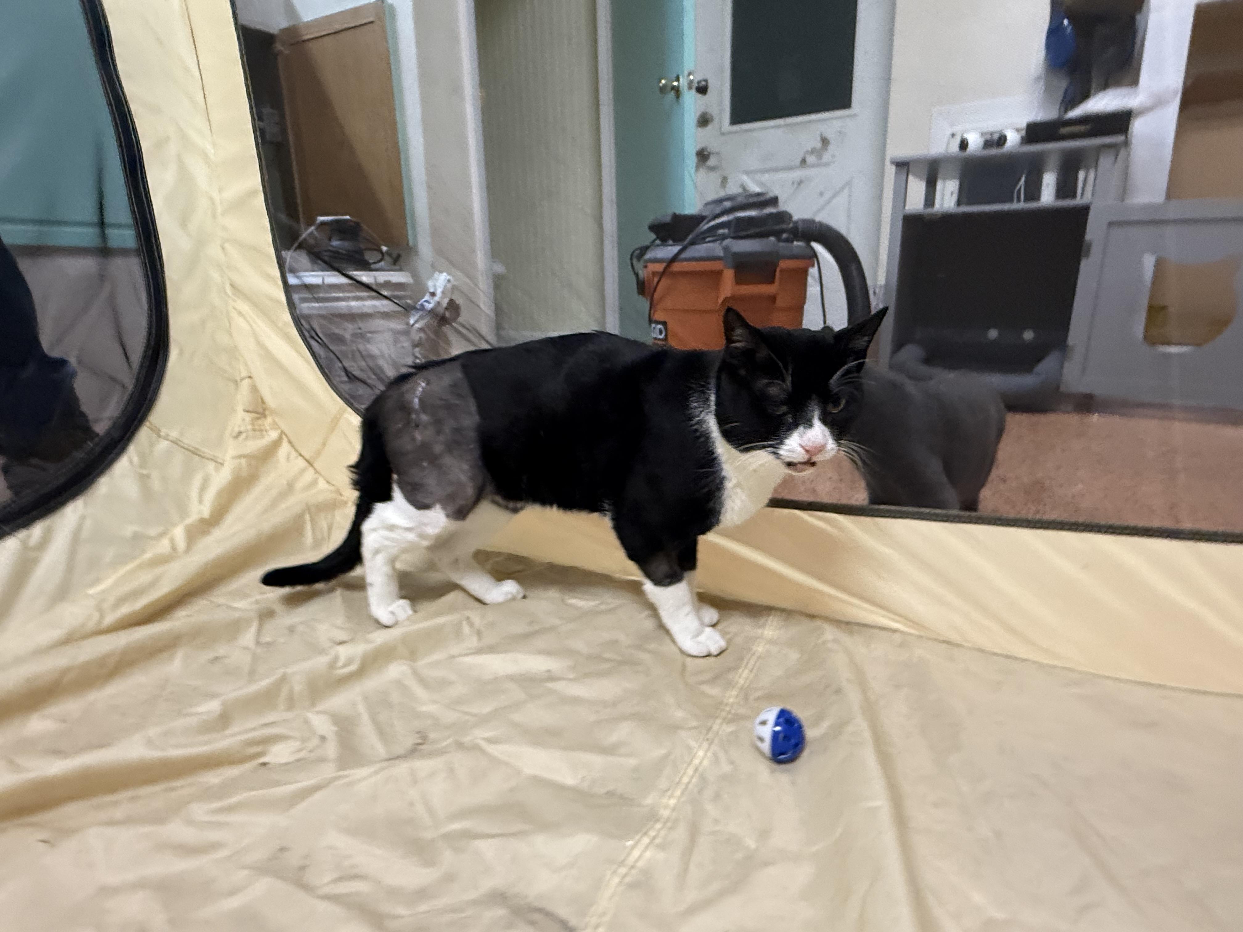 Enlarge Sushi, a ADOPTABLE Domestic Short Hair in Galloway, NJ image 5/5