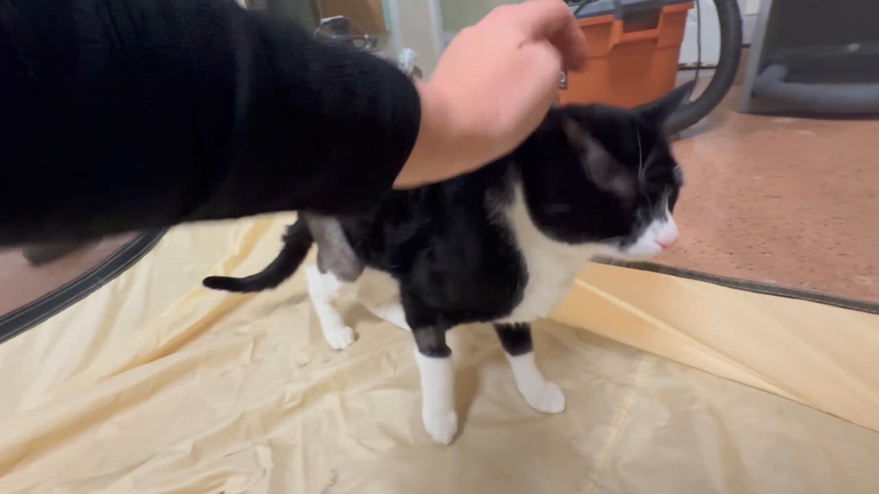 Enlarge Sushi, a ADOPTABLE Domestic Short Hair in Galloway, NJ video 2/5