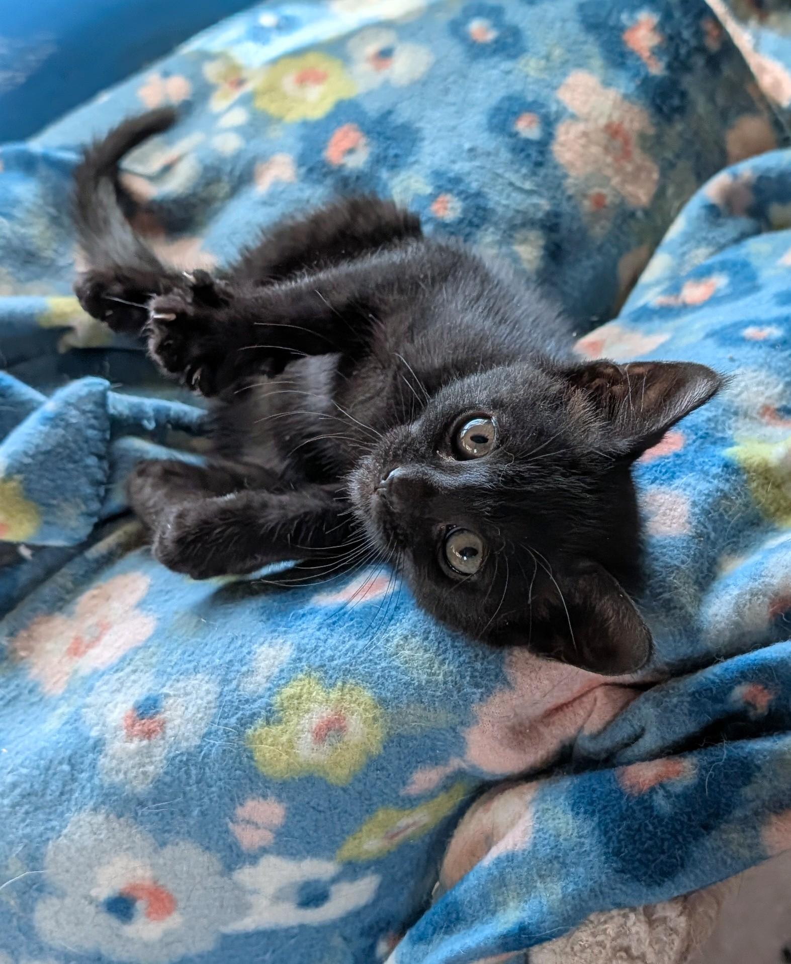 Enlarge Acorn, an adopted Domestic Short Hair in Washoe Valley, NV image 2/3