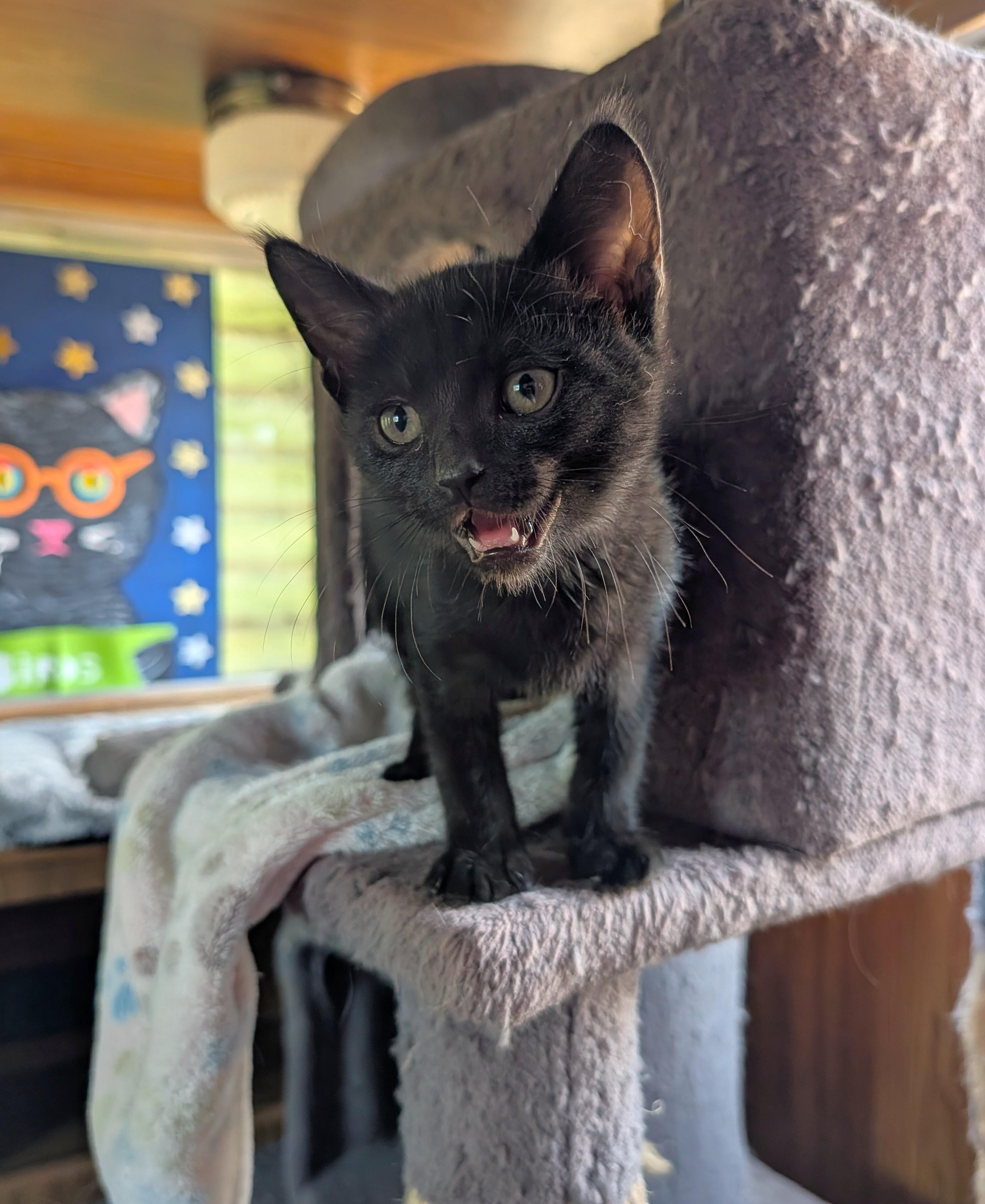 Acorn, adopted, Kitten Male Domestic Short Hair.