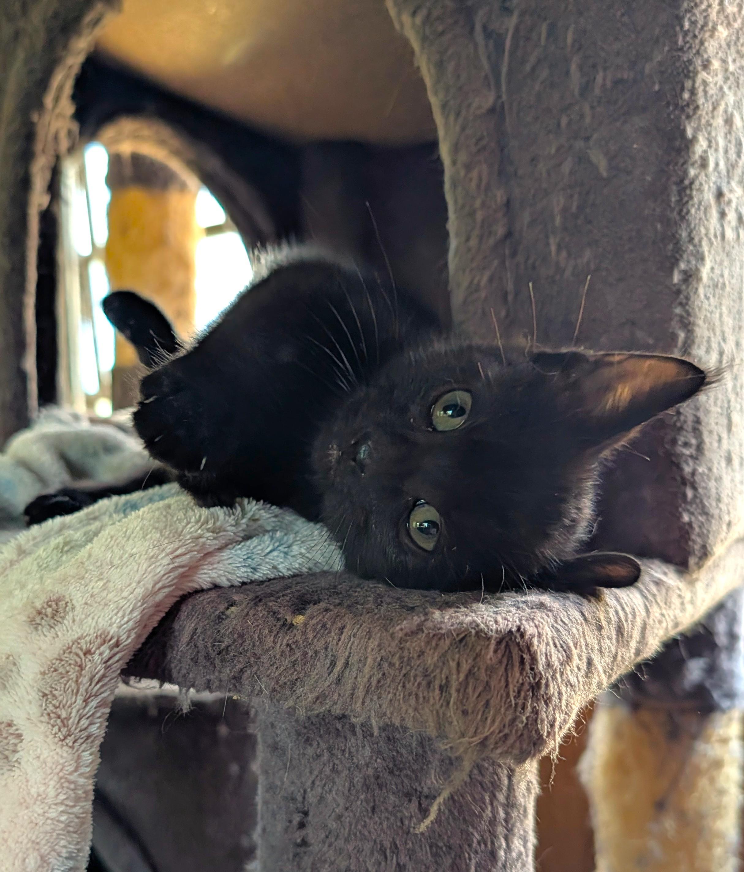 Enlarge Acorn, an adopted Domestic Short Hair in Washoe Valley, NV image 3/3