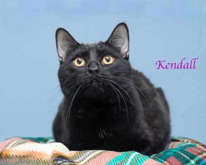 Kendall, Adoptable, Adult Female Domestic Short Hair & Domestic Short Hair.